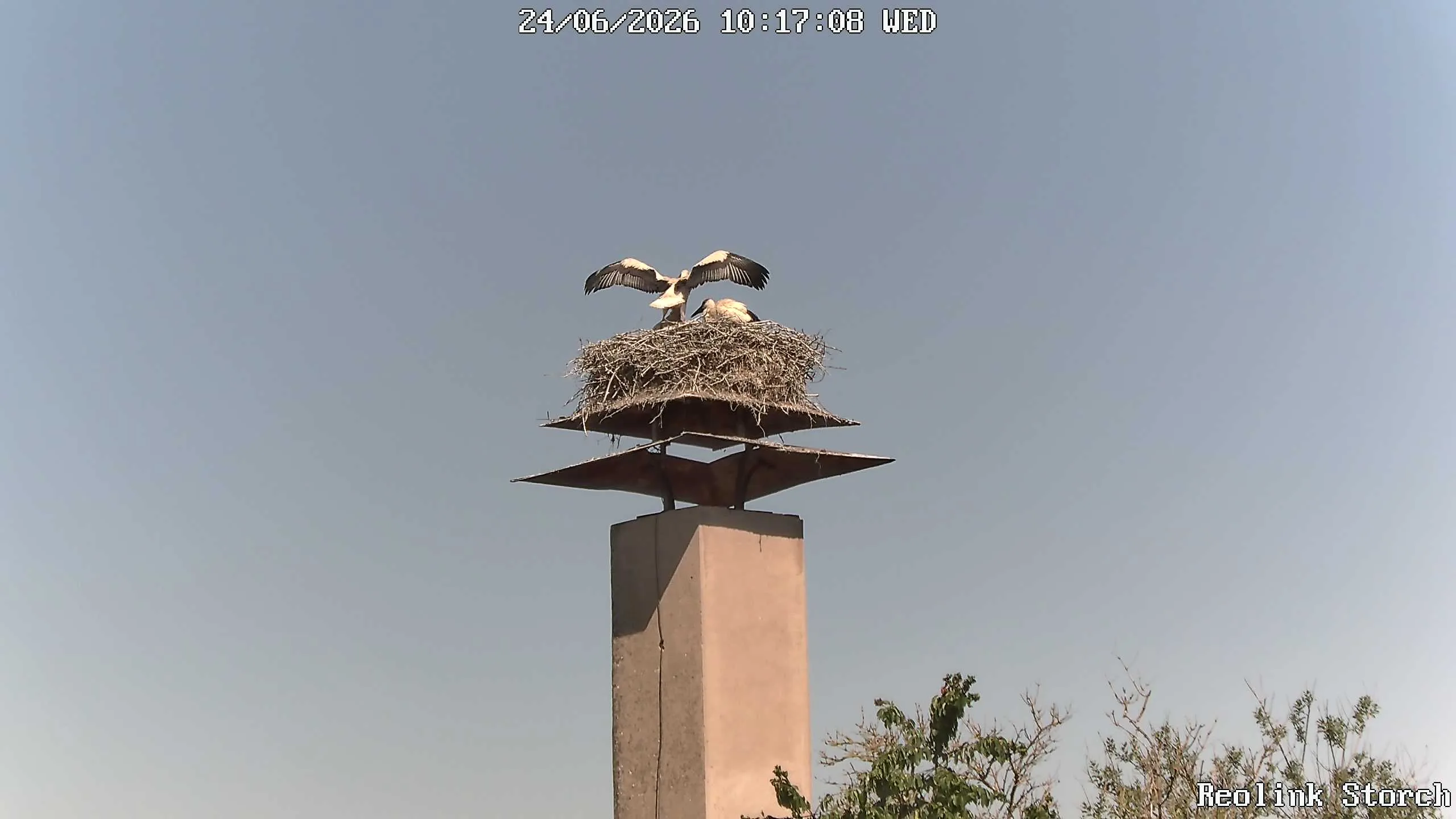 Storchencam Bild
