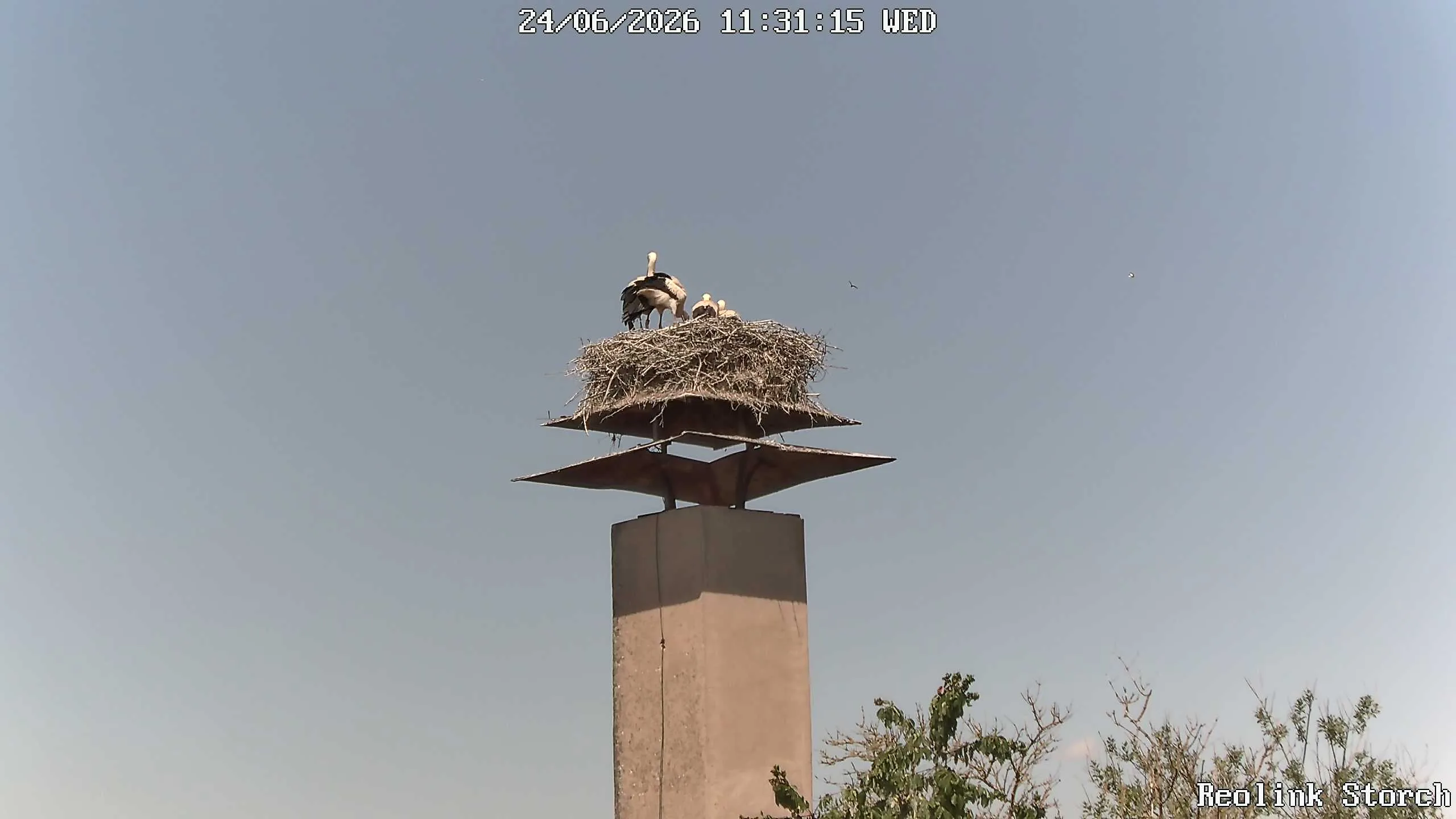 Storchencam Bild