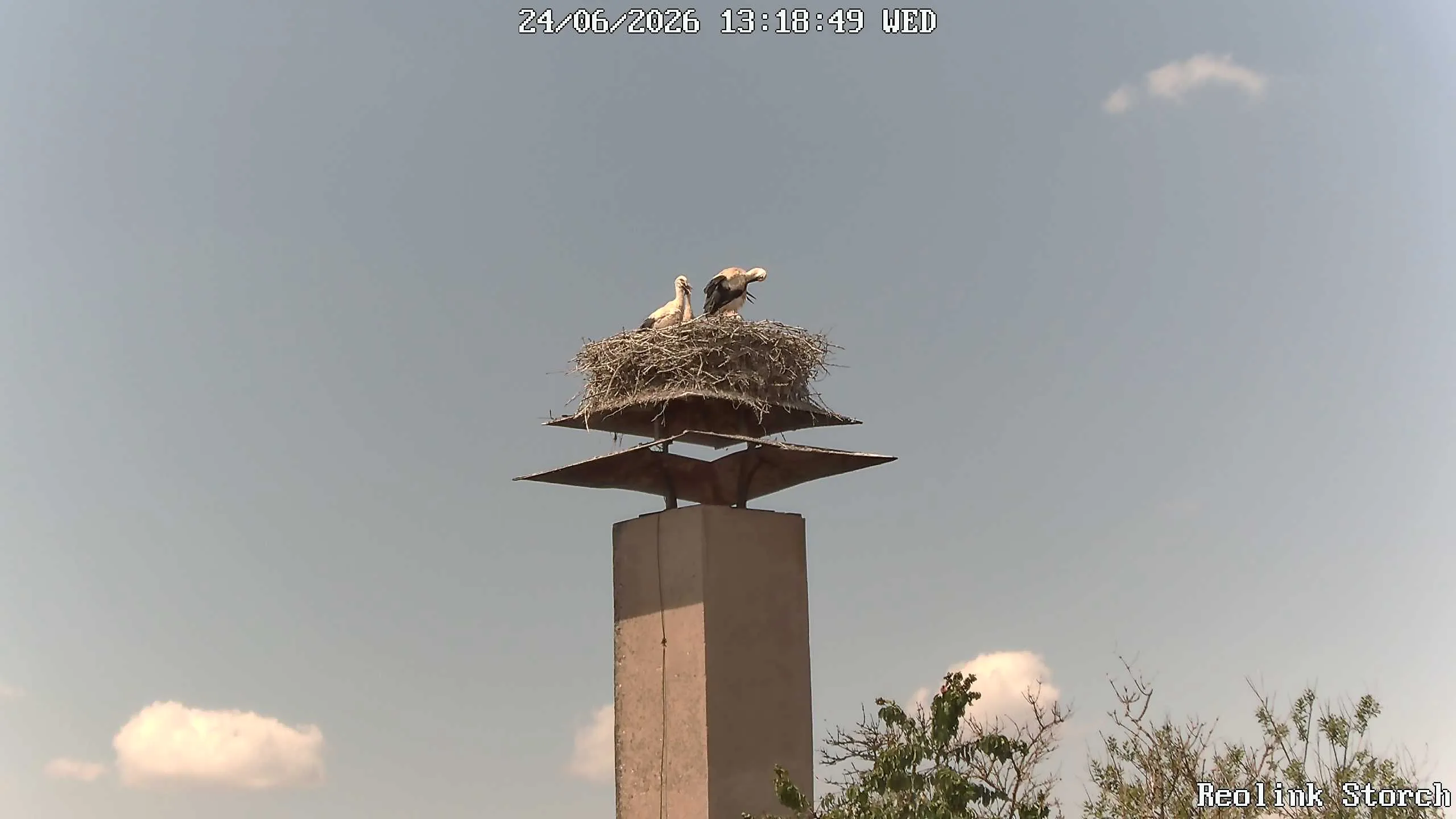 Storchencam Bild