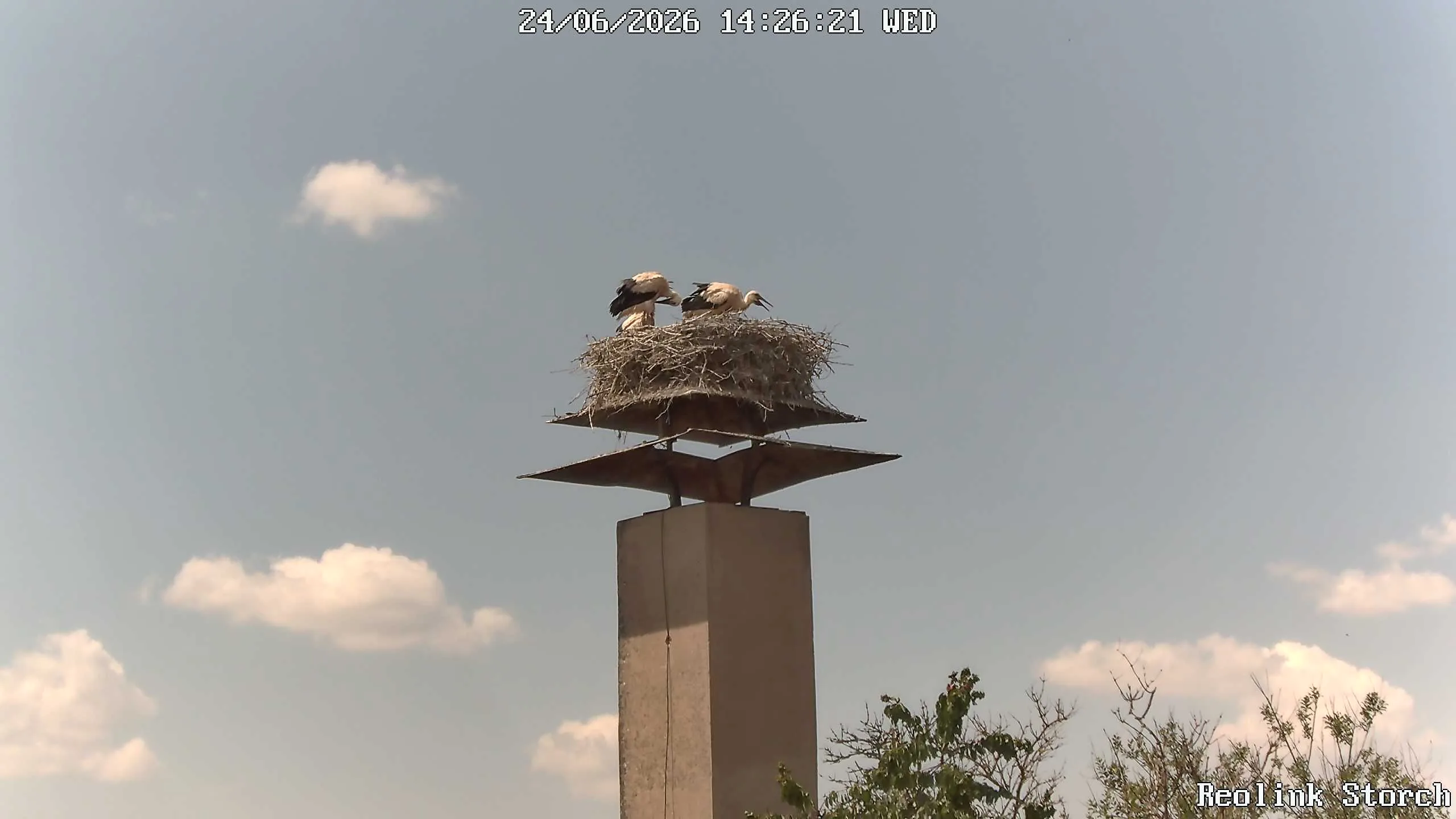 Storchencam Bild