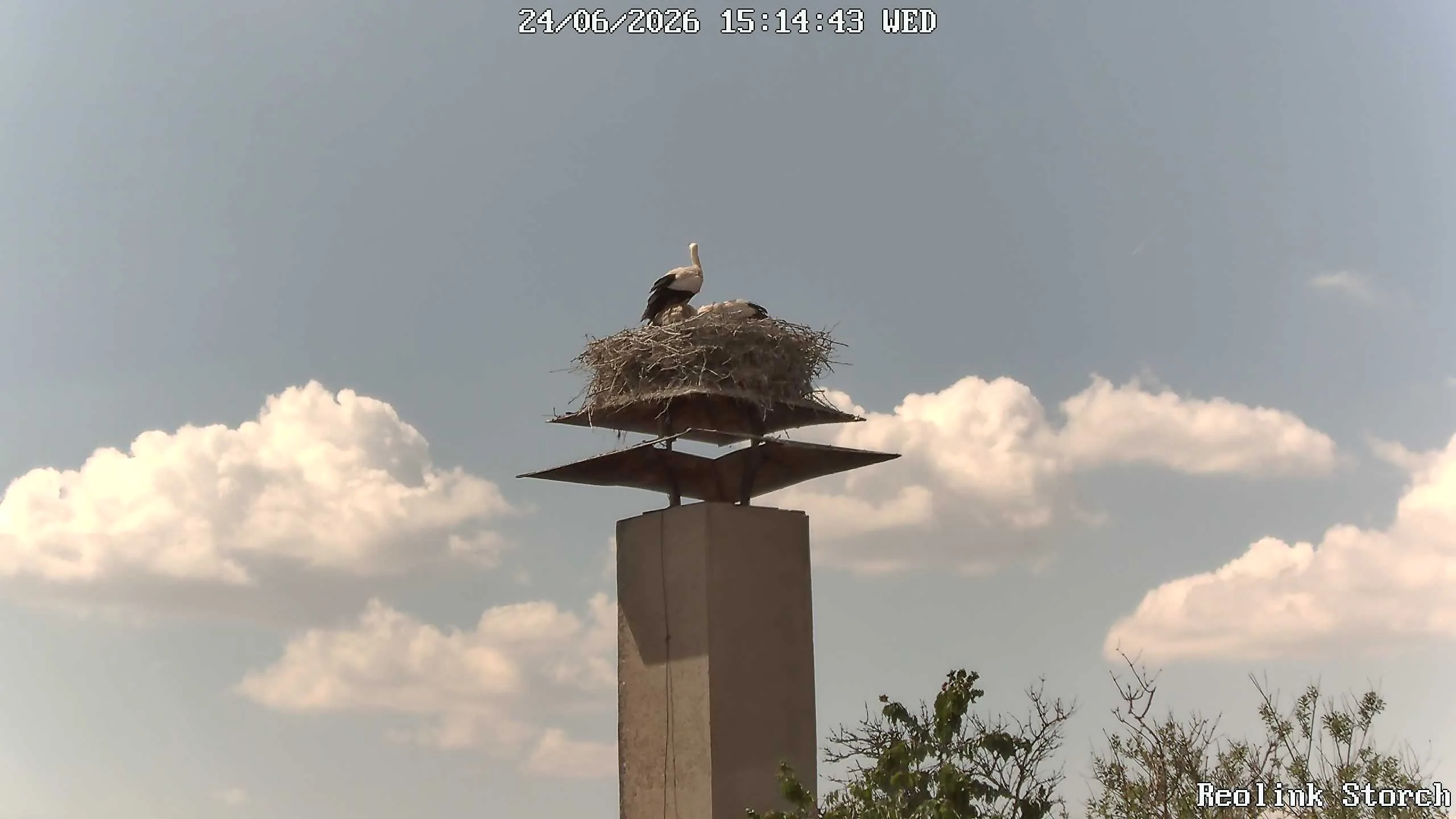 Storchencam Bild