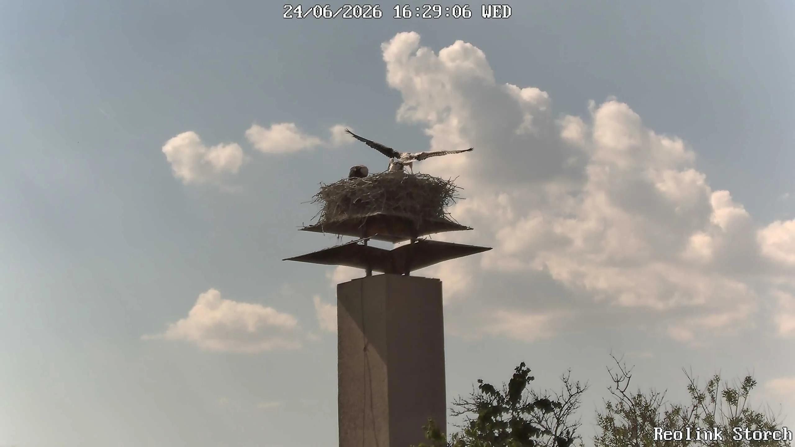Storchencam Bild
