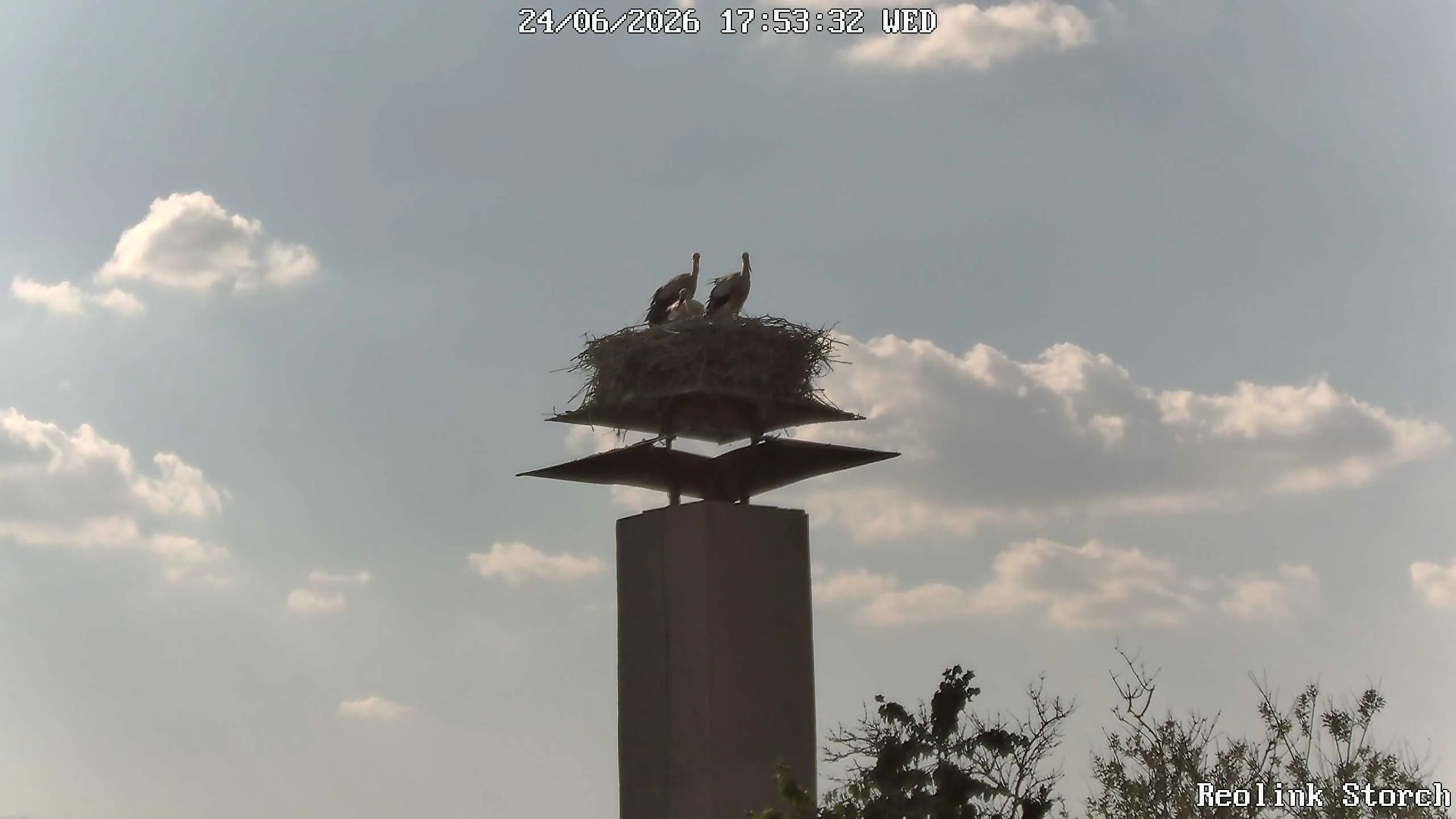 Storchencam Bild