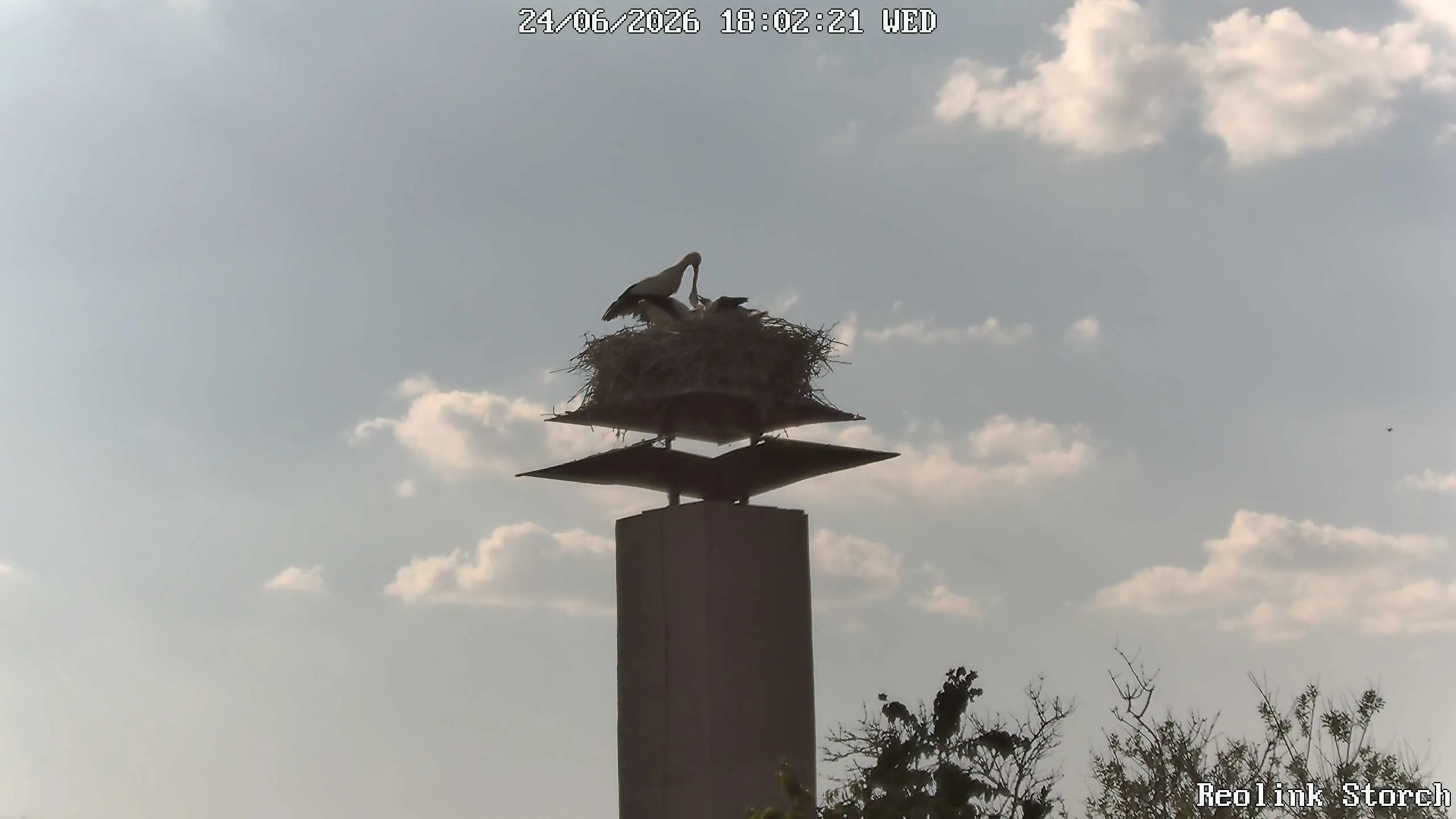 Storchencam Bild