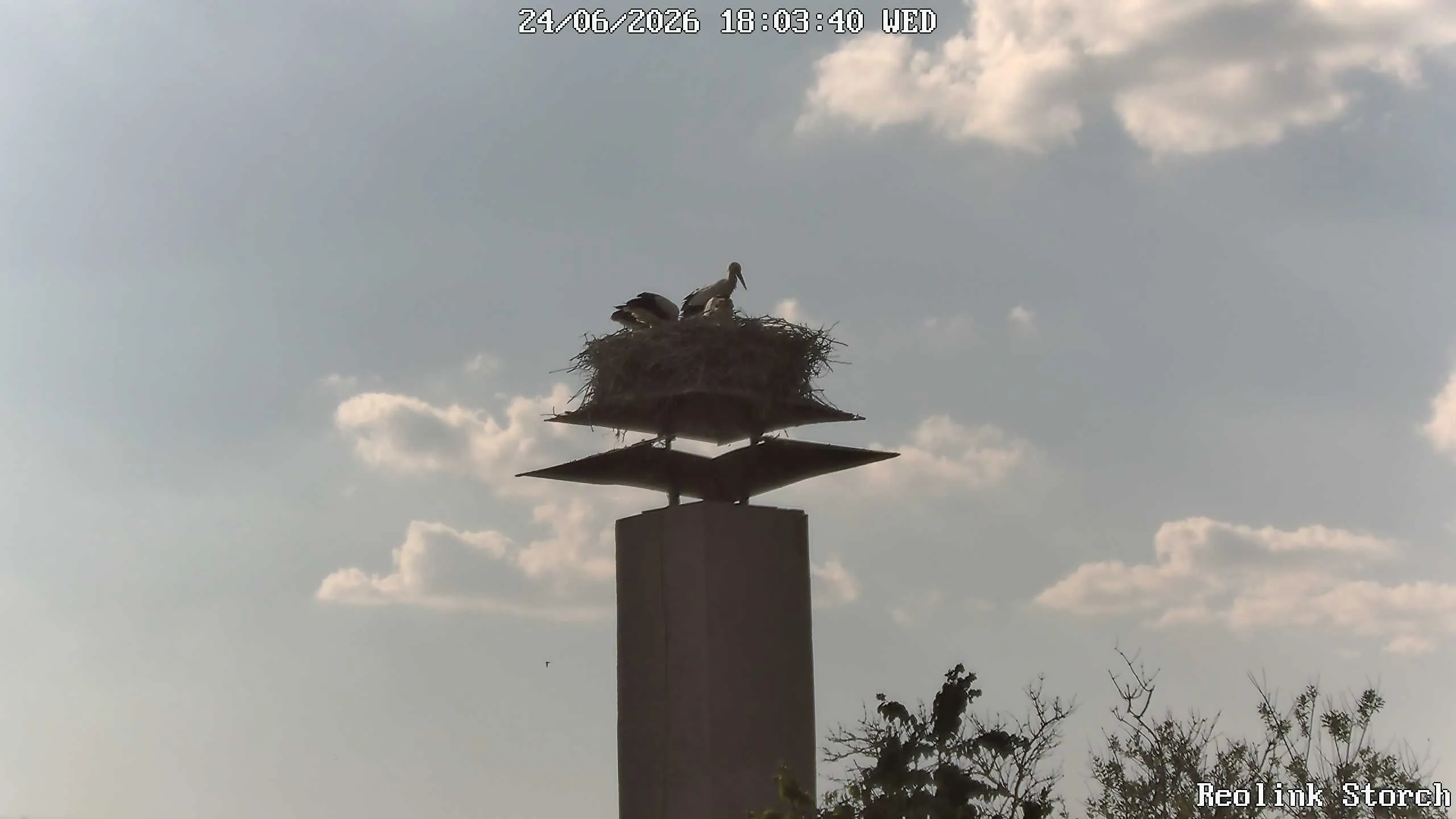 Storchencam Bild