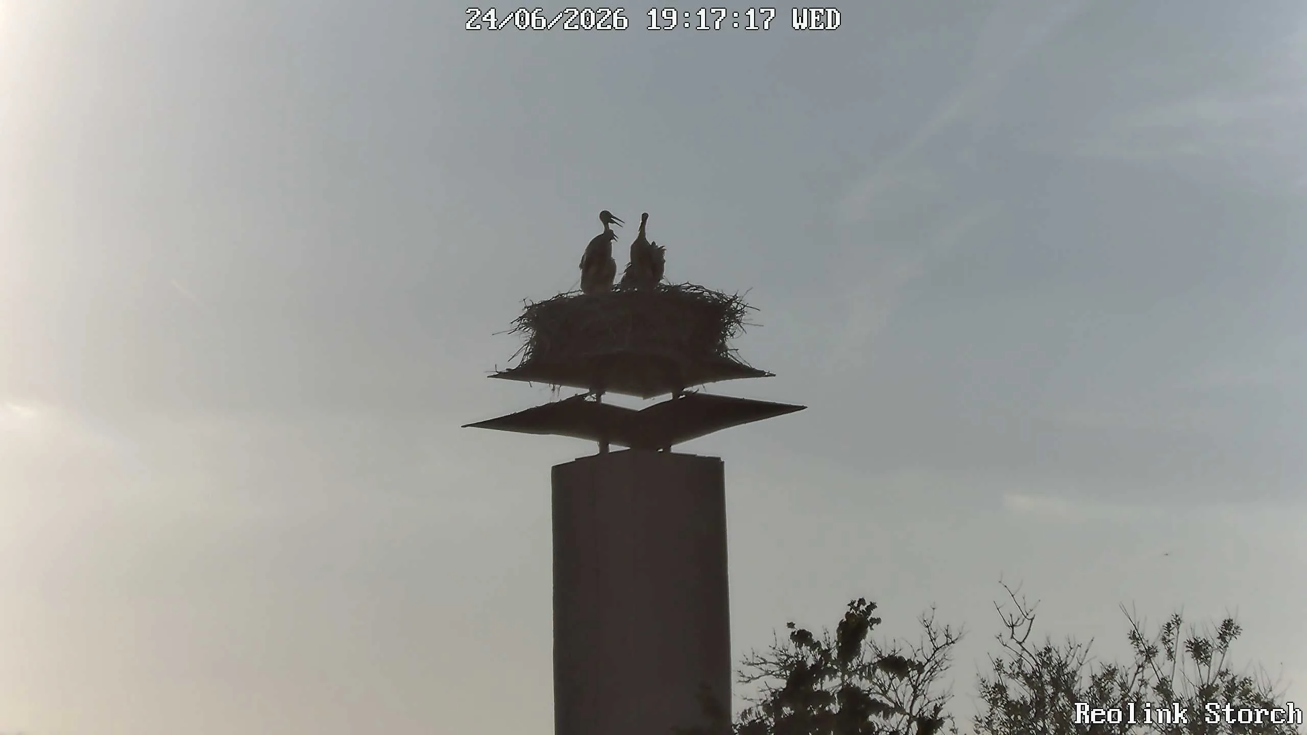 Storchencam Bild