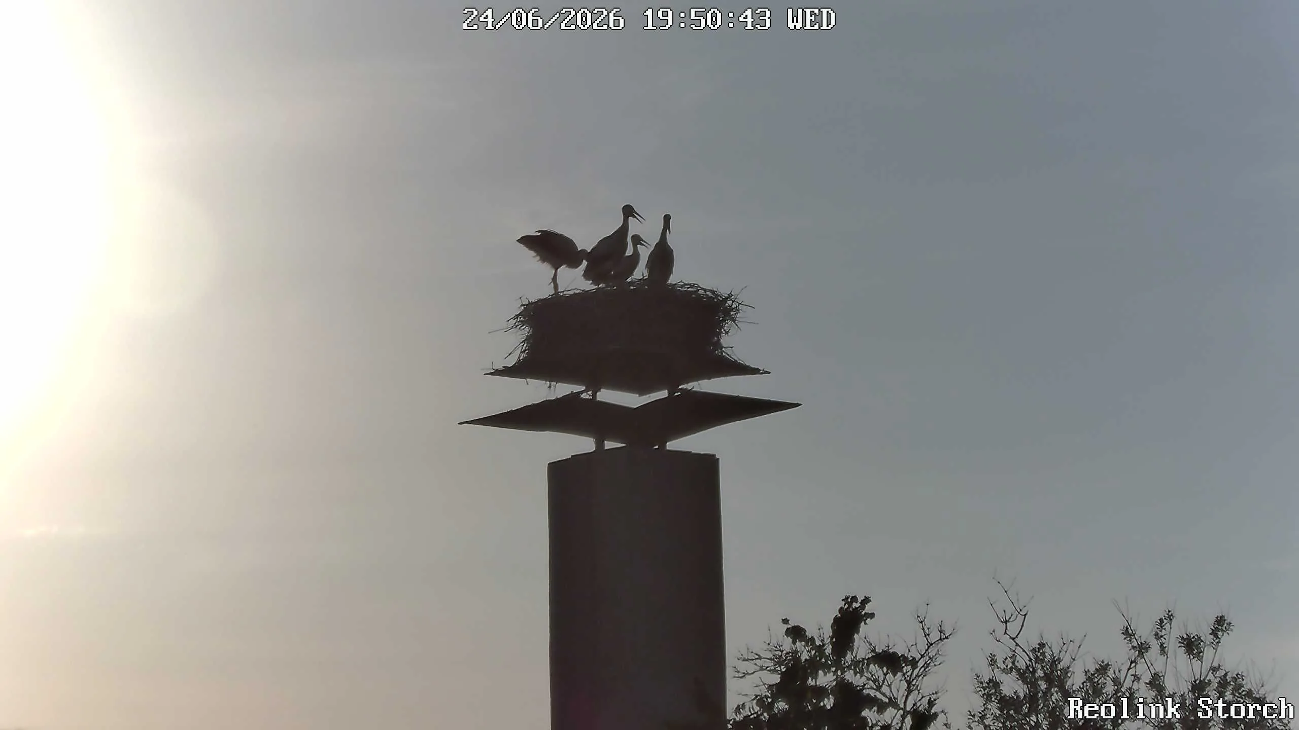 Storchencam Bild