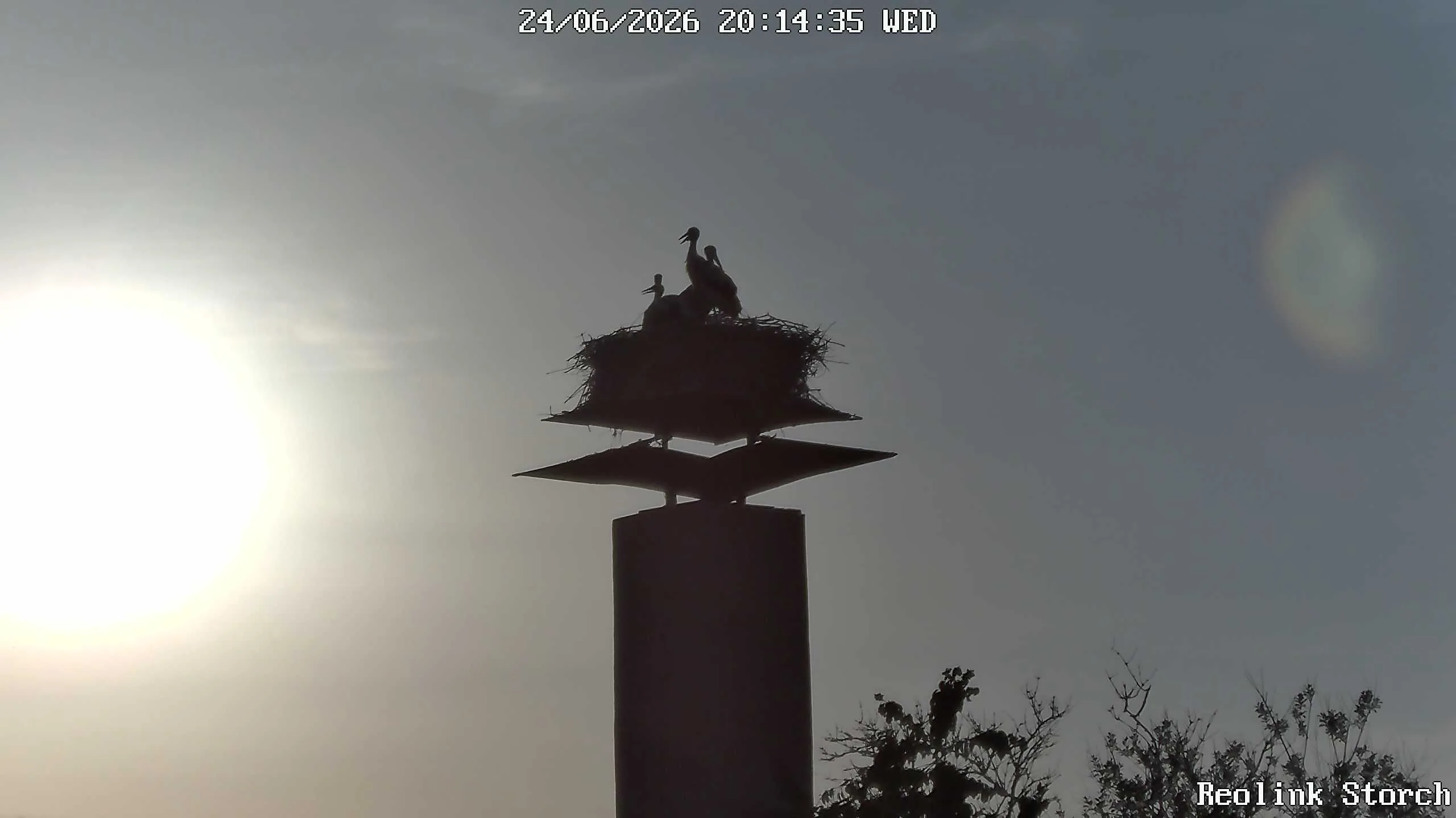 Storchencam Bild