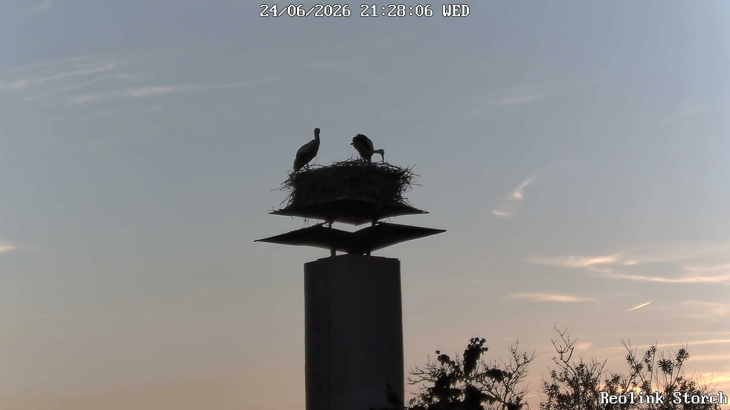 Storchencam Bild