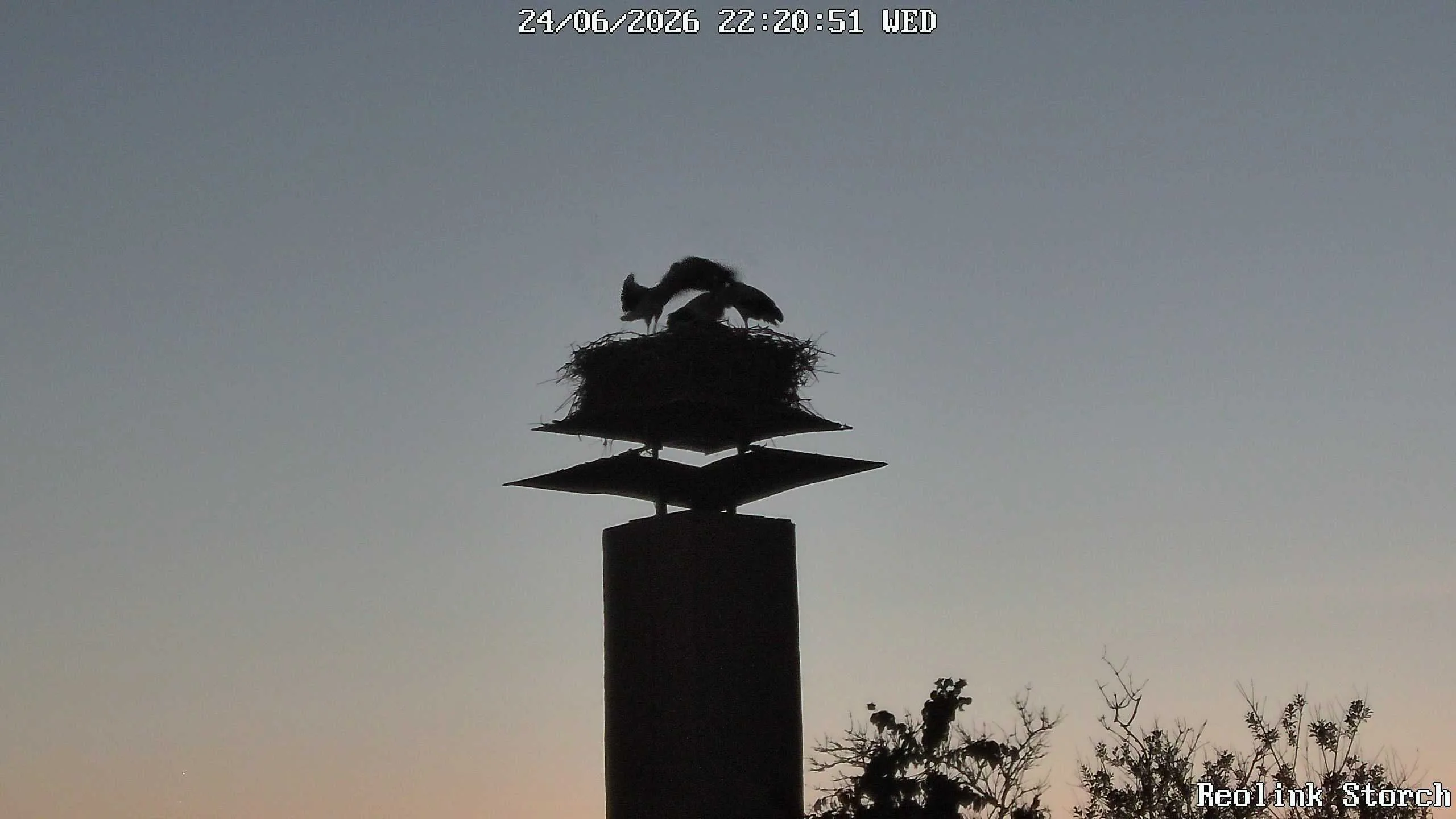 Storchencam Bild
