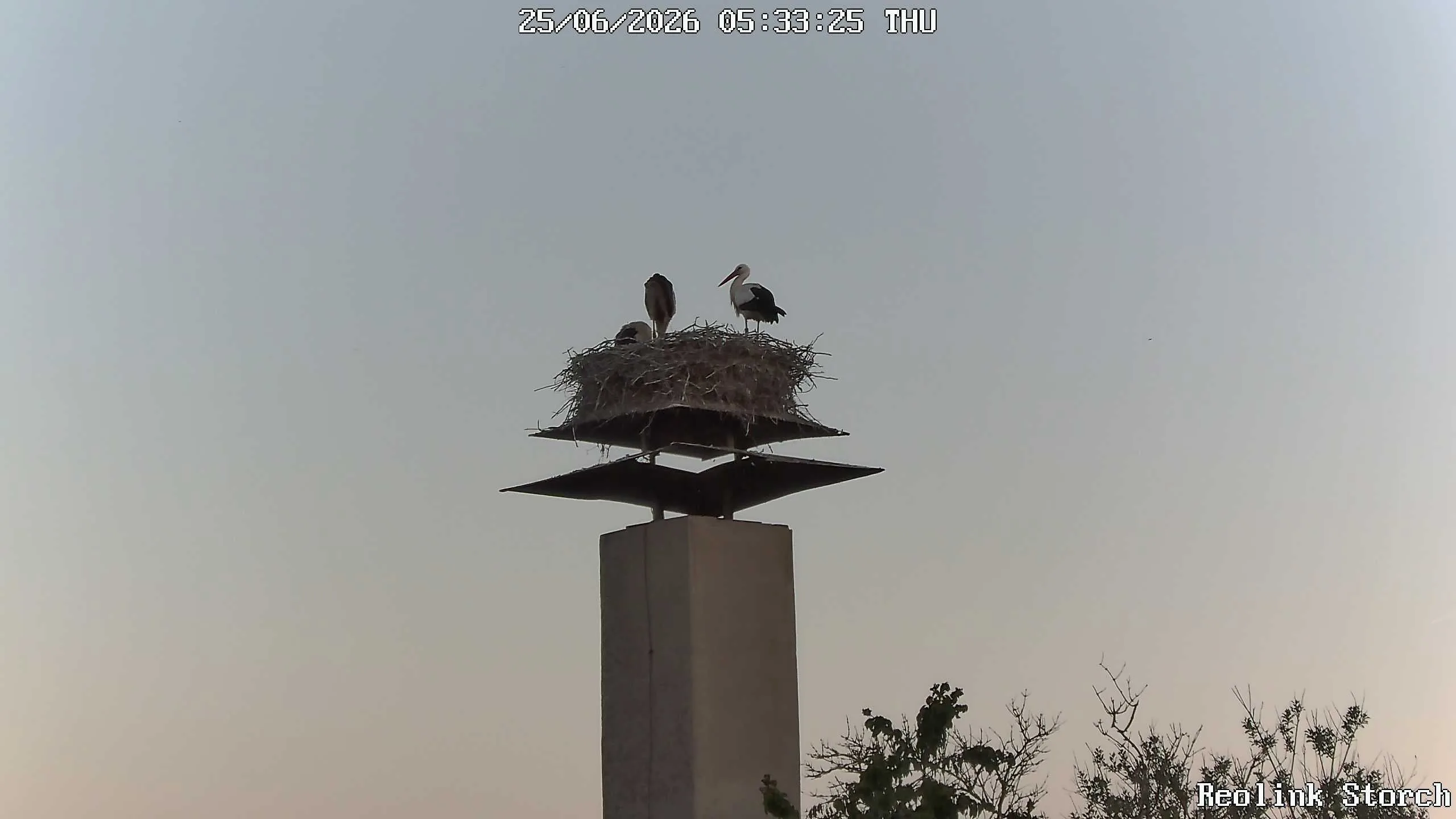 Storchencam Bild