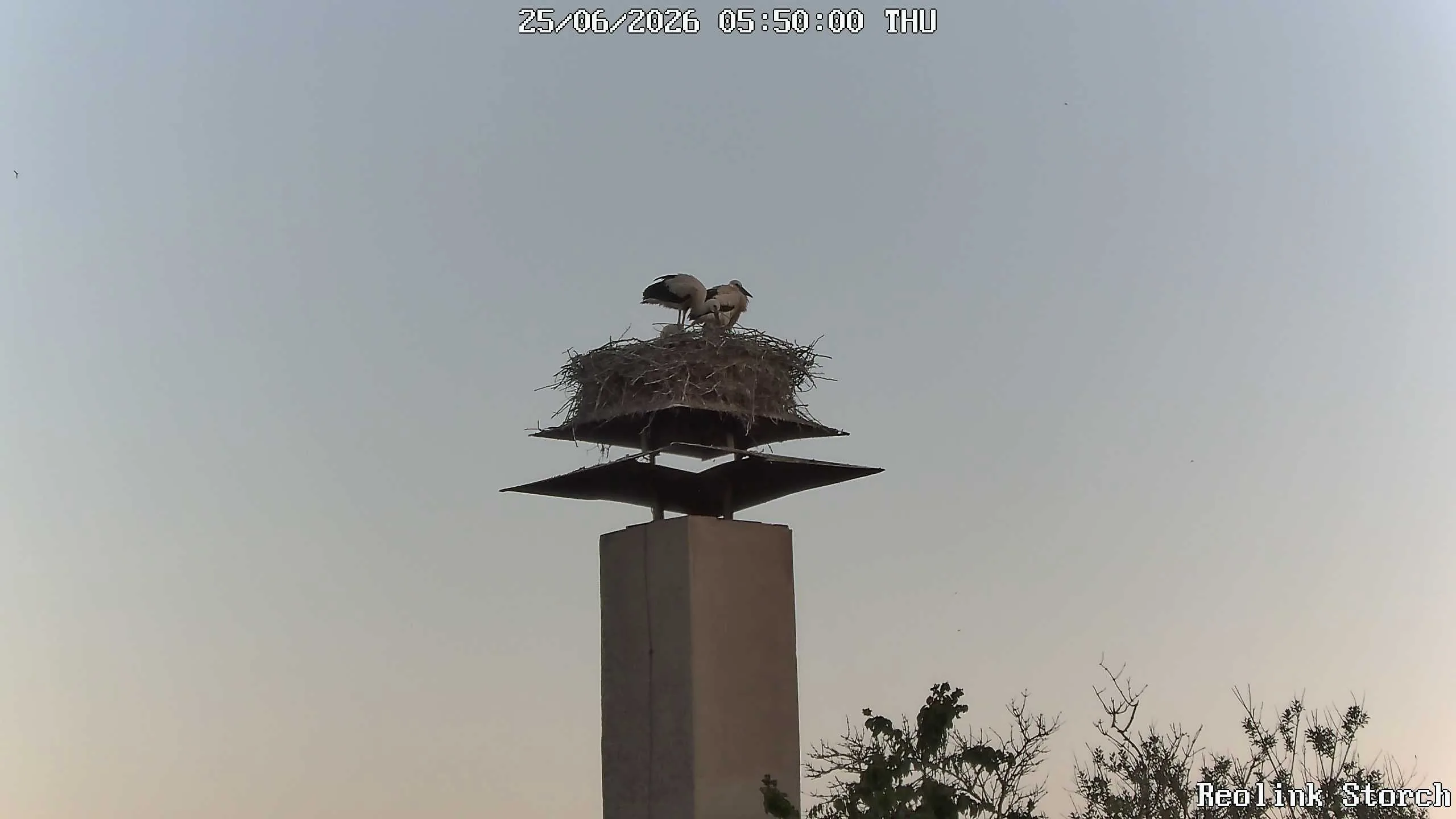 Storchencam Bild