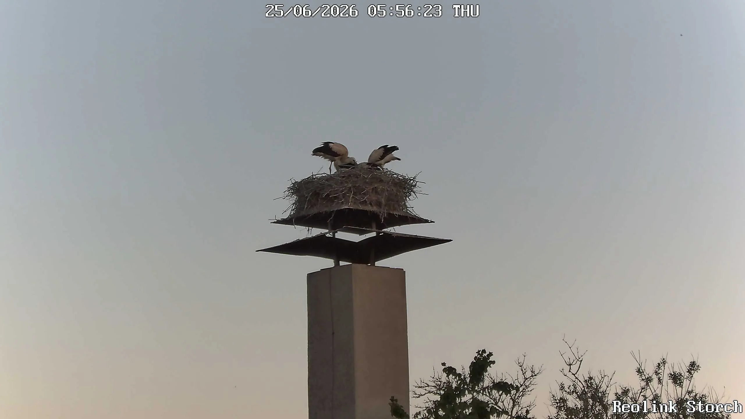 Storchencam Bild