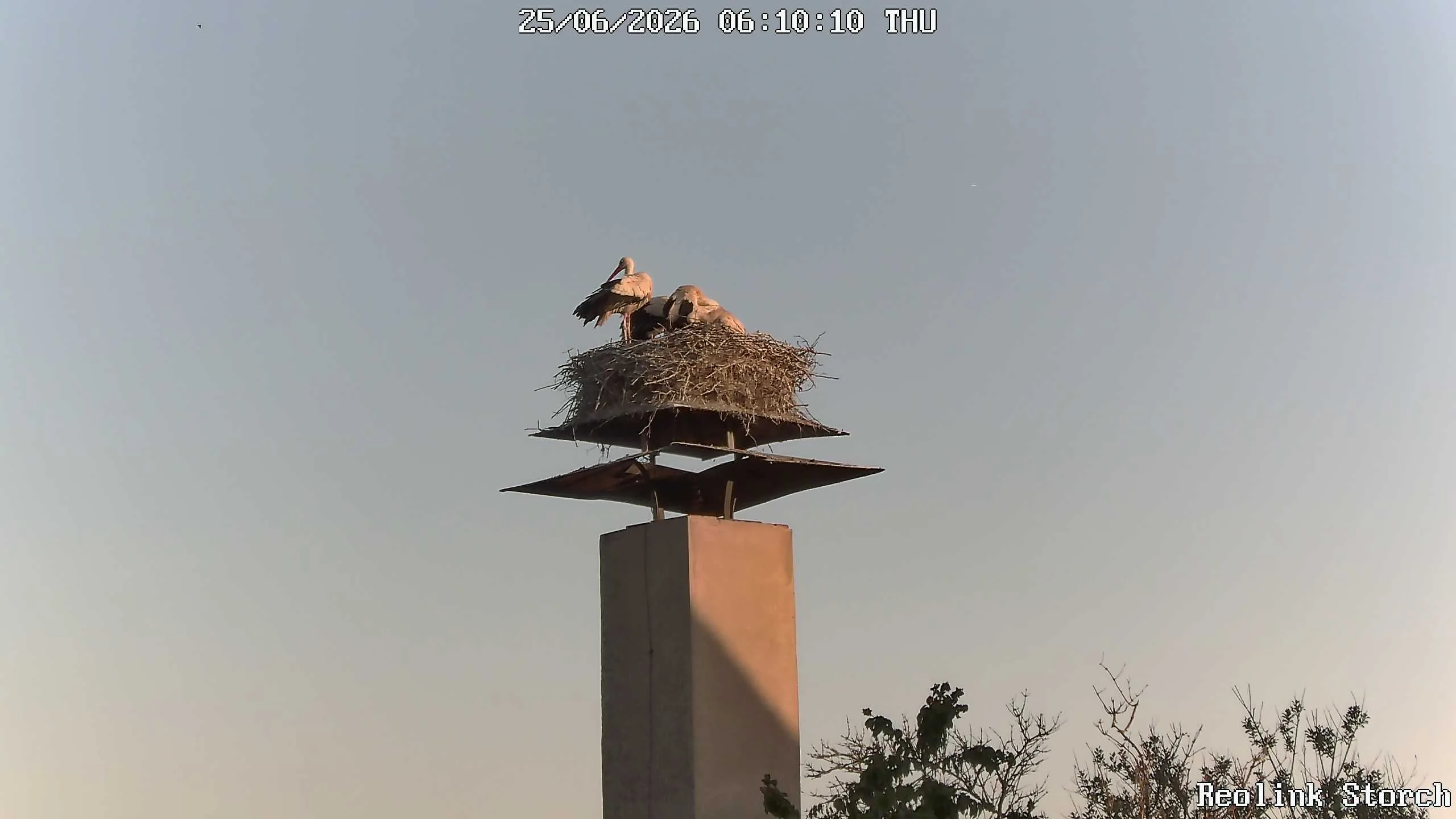 Storchencam Bild