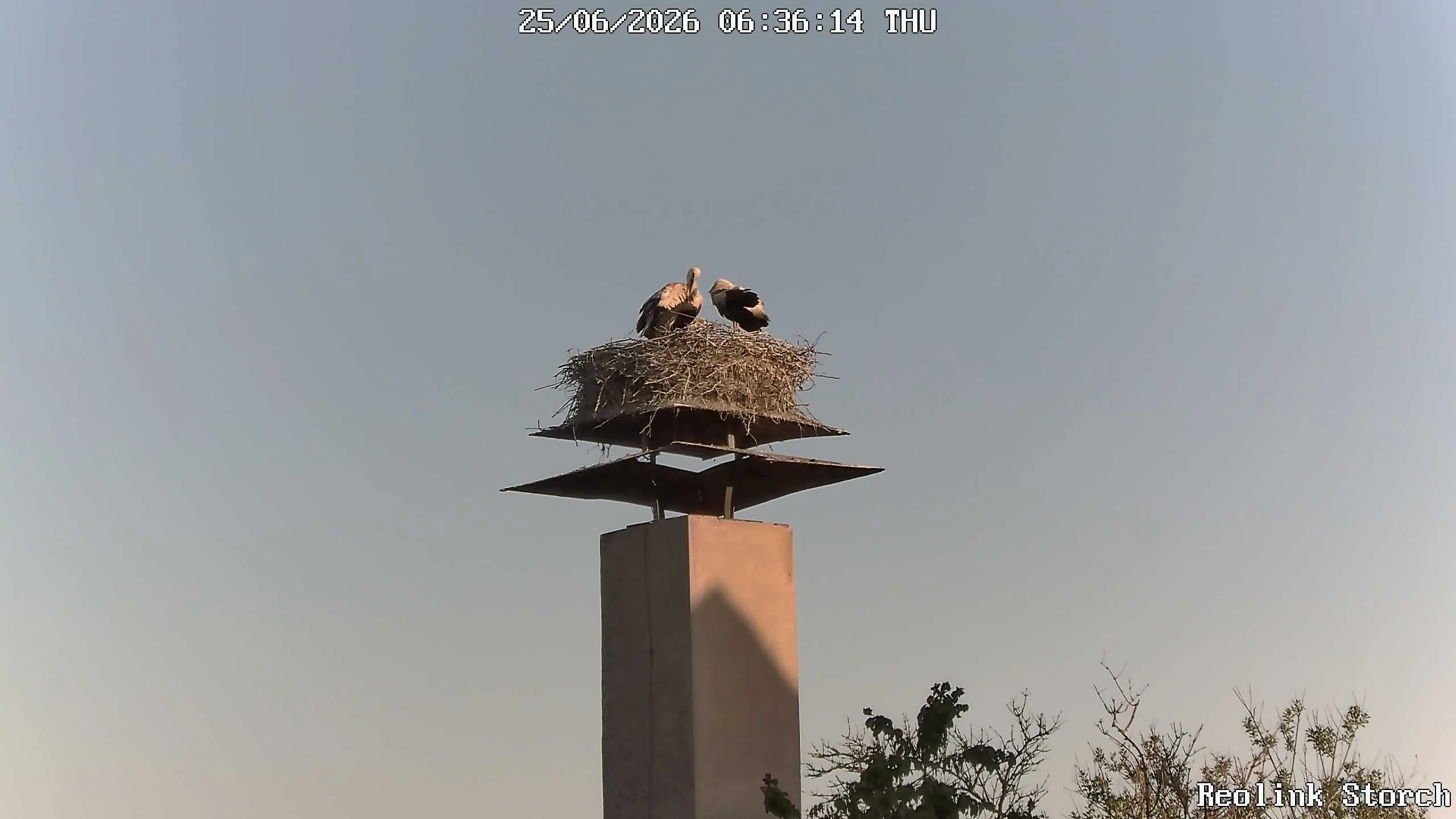 Storchencam Bild
