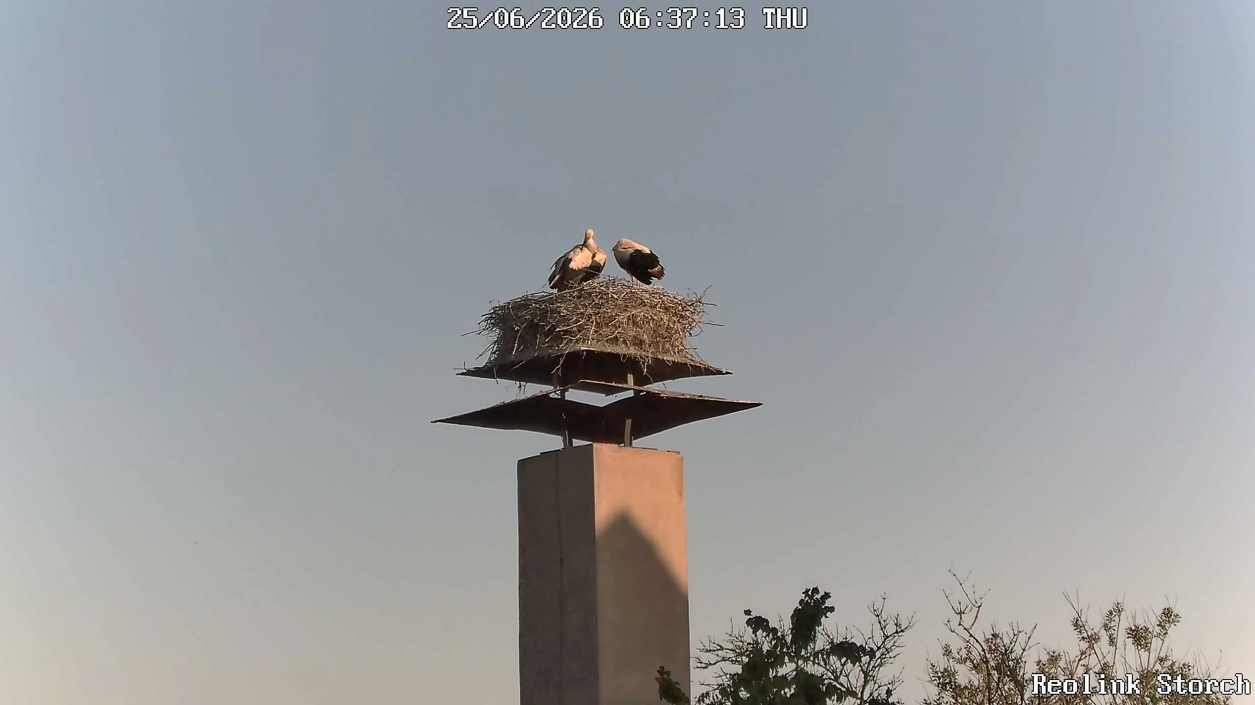 Storchencam Bild