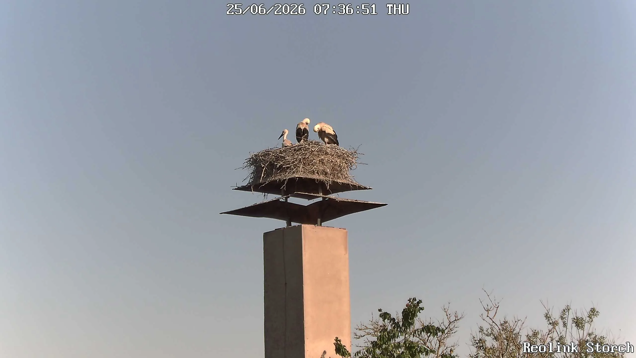 Storchencam Bild