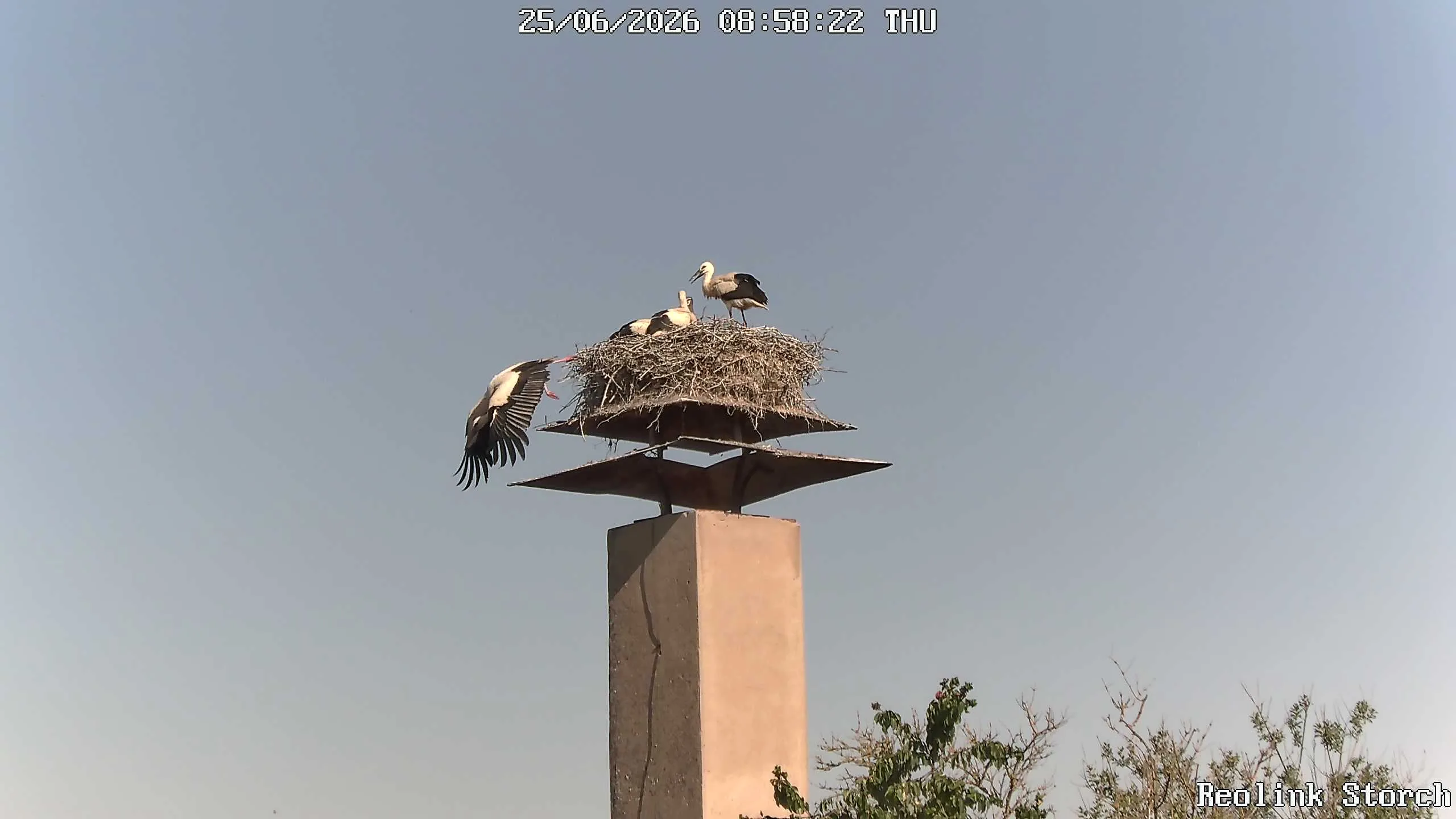 Storchencam Bild