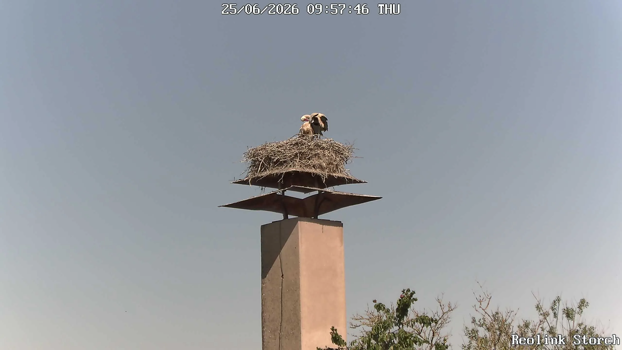 Storchencam Bild