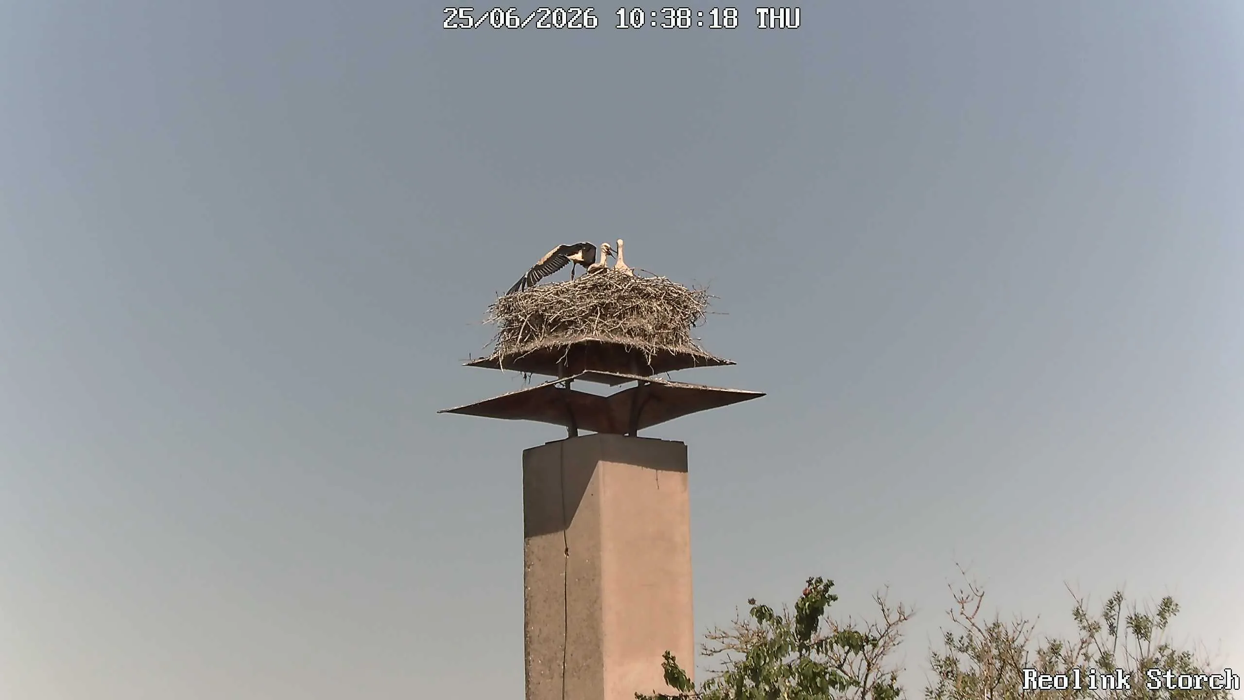 Storchencam Bild