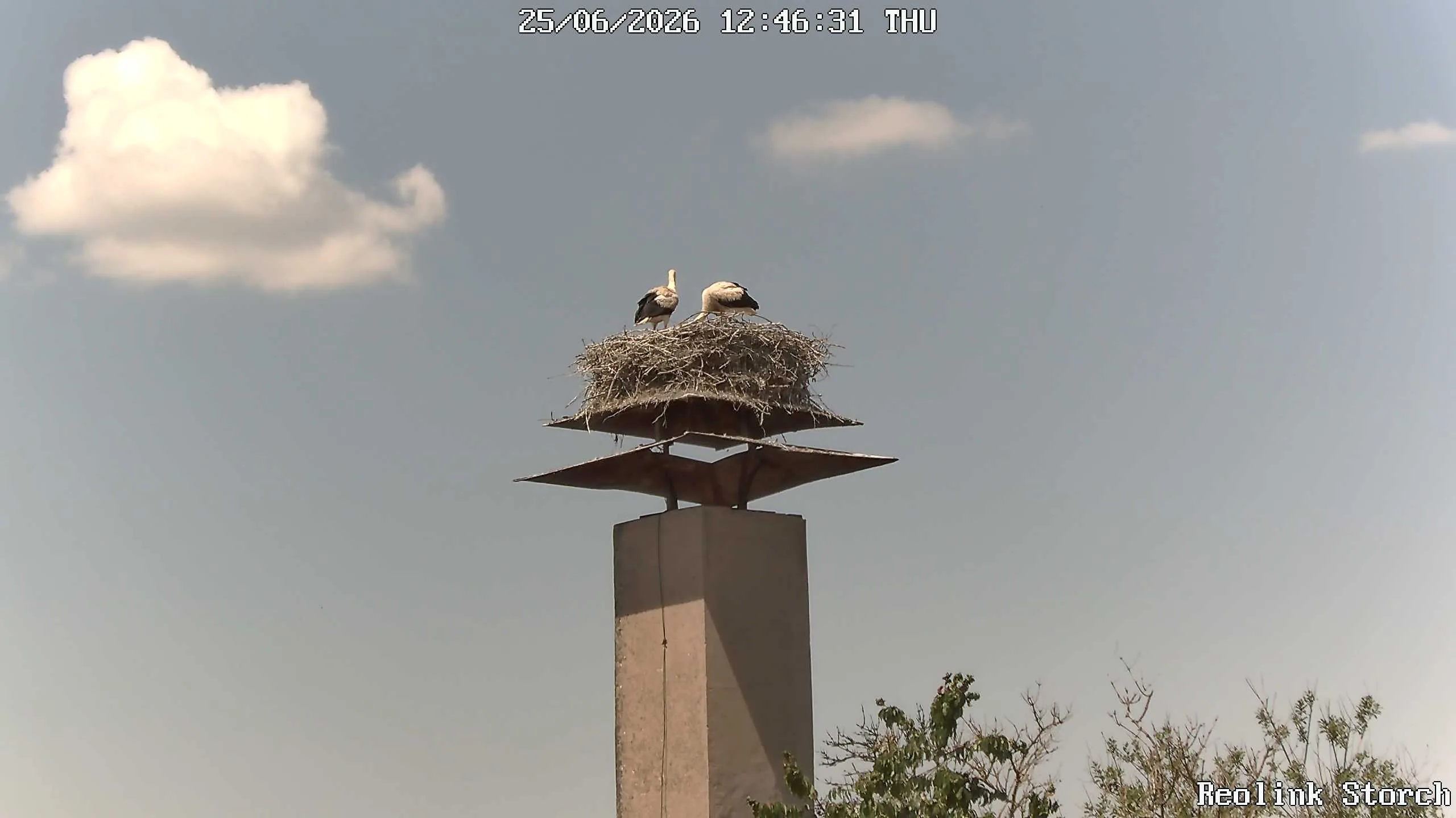 Storchencam Bild
