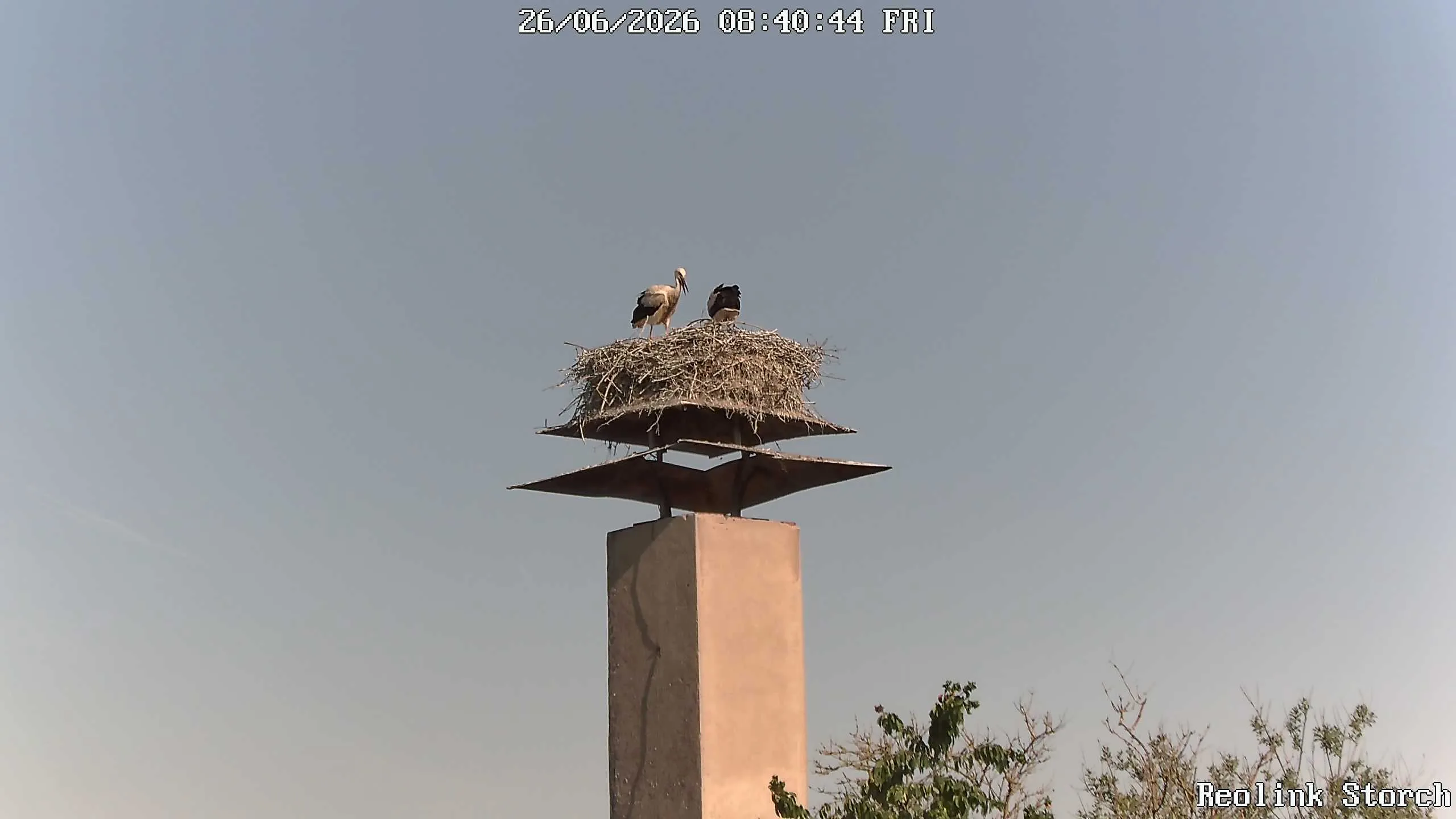 Storchencam Bild