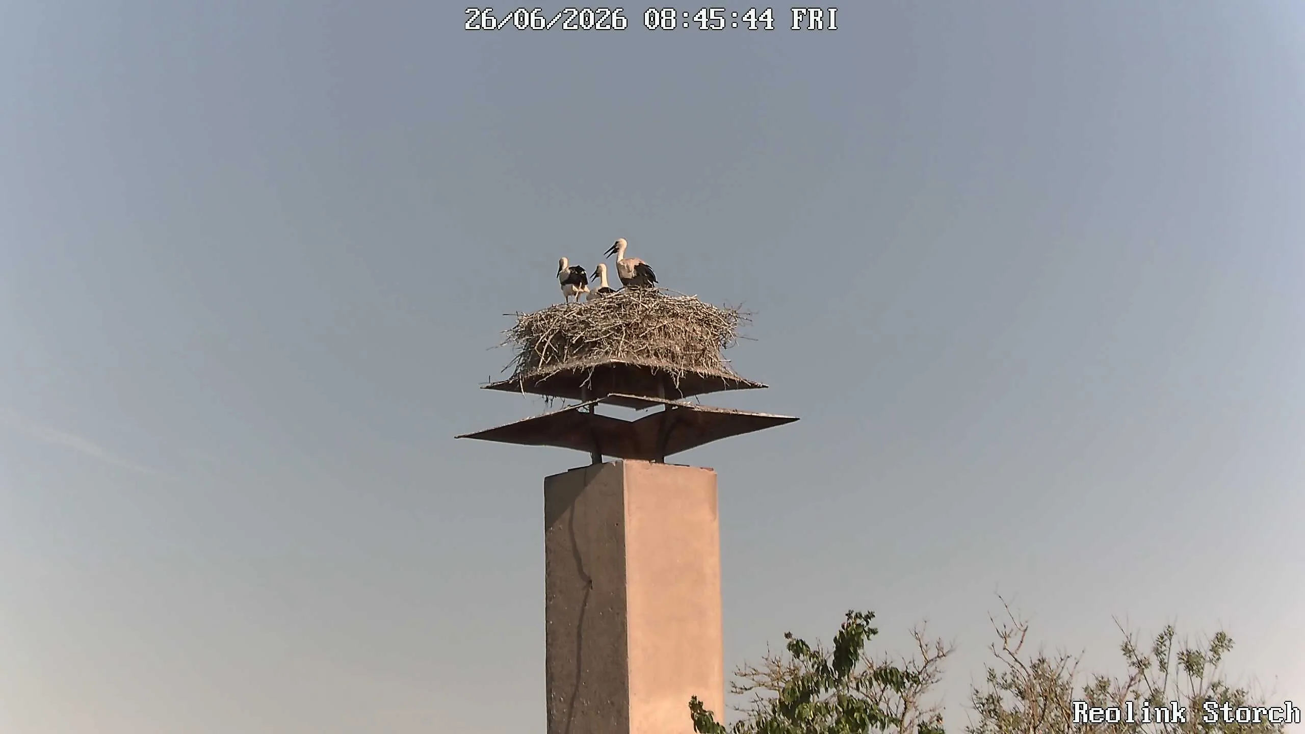 Storchencam Bild