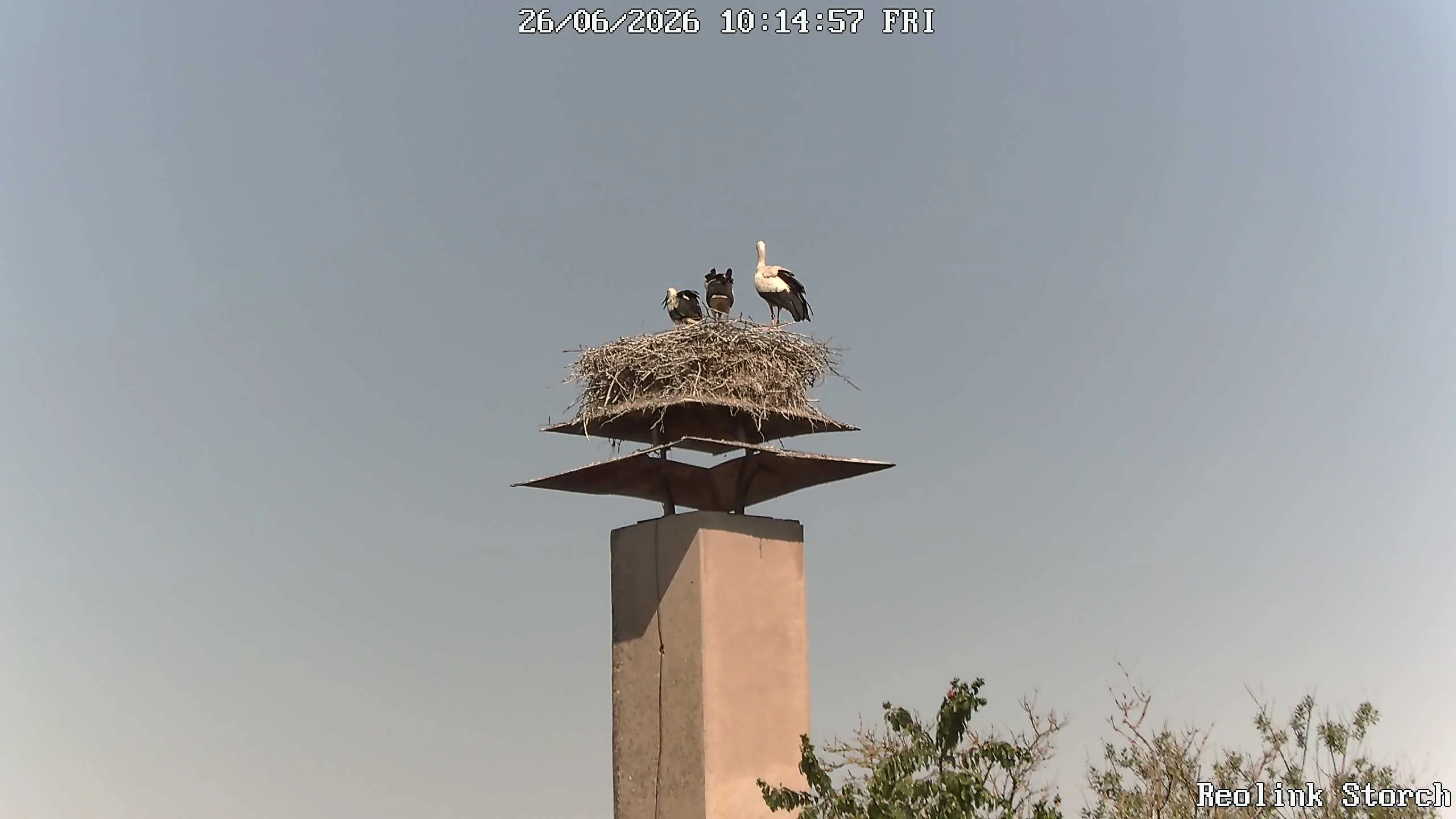Storchencam Bild