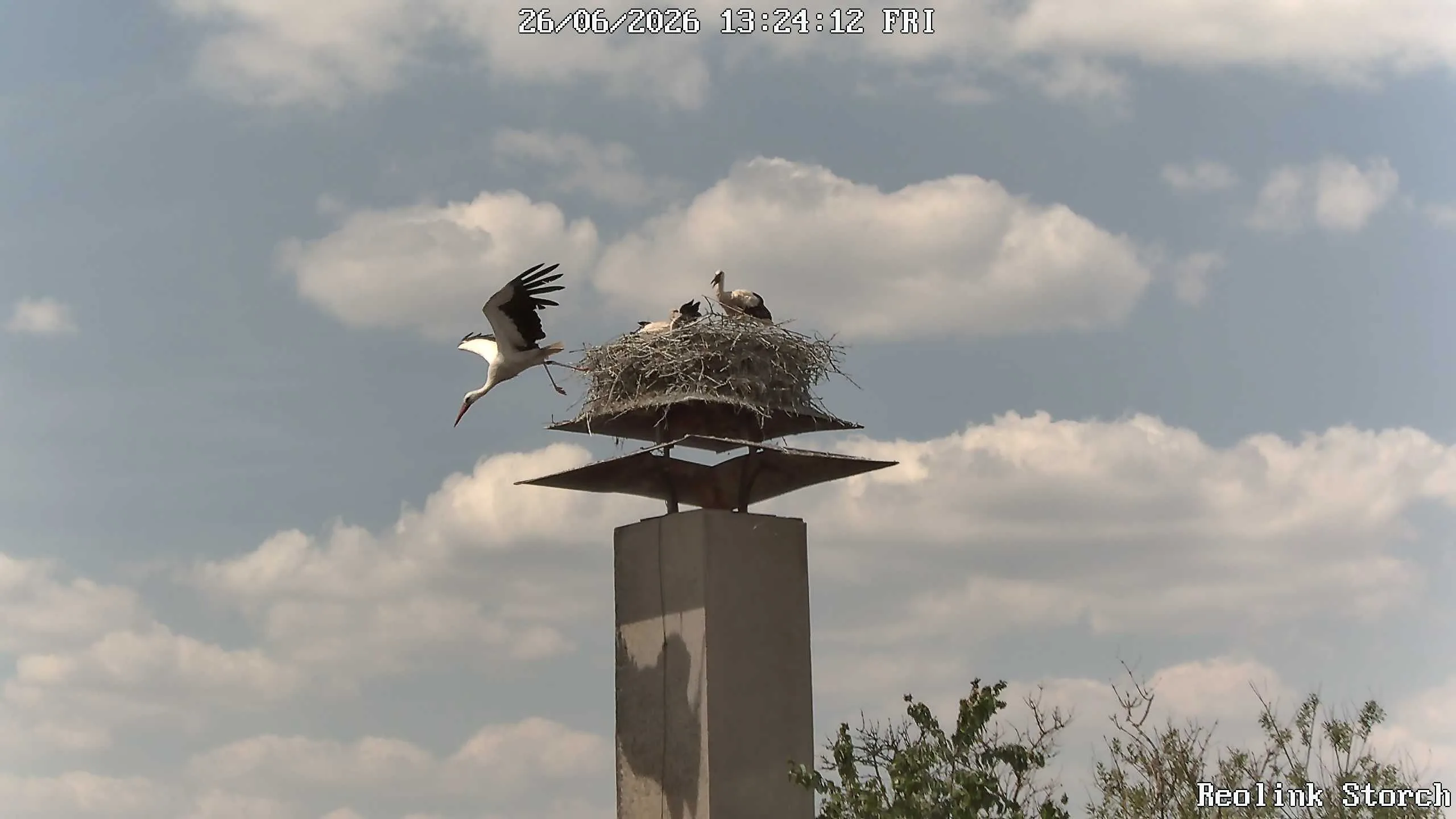 Storchencam Bild