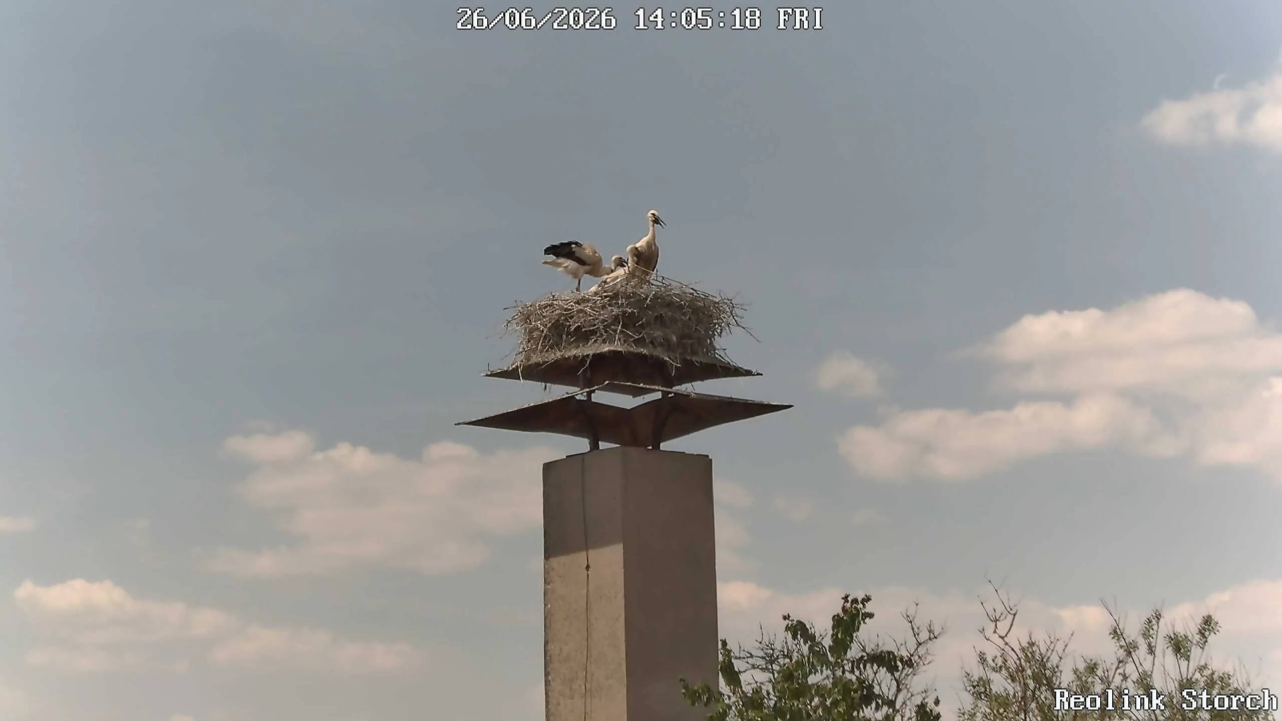 Storchencam Bild