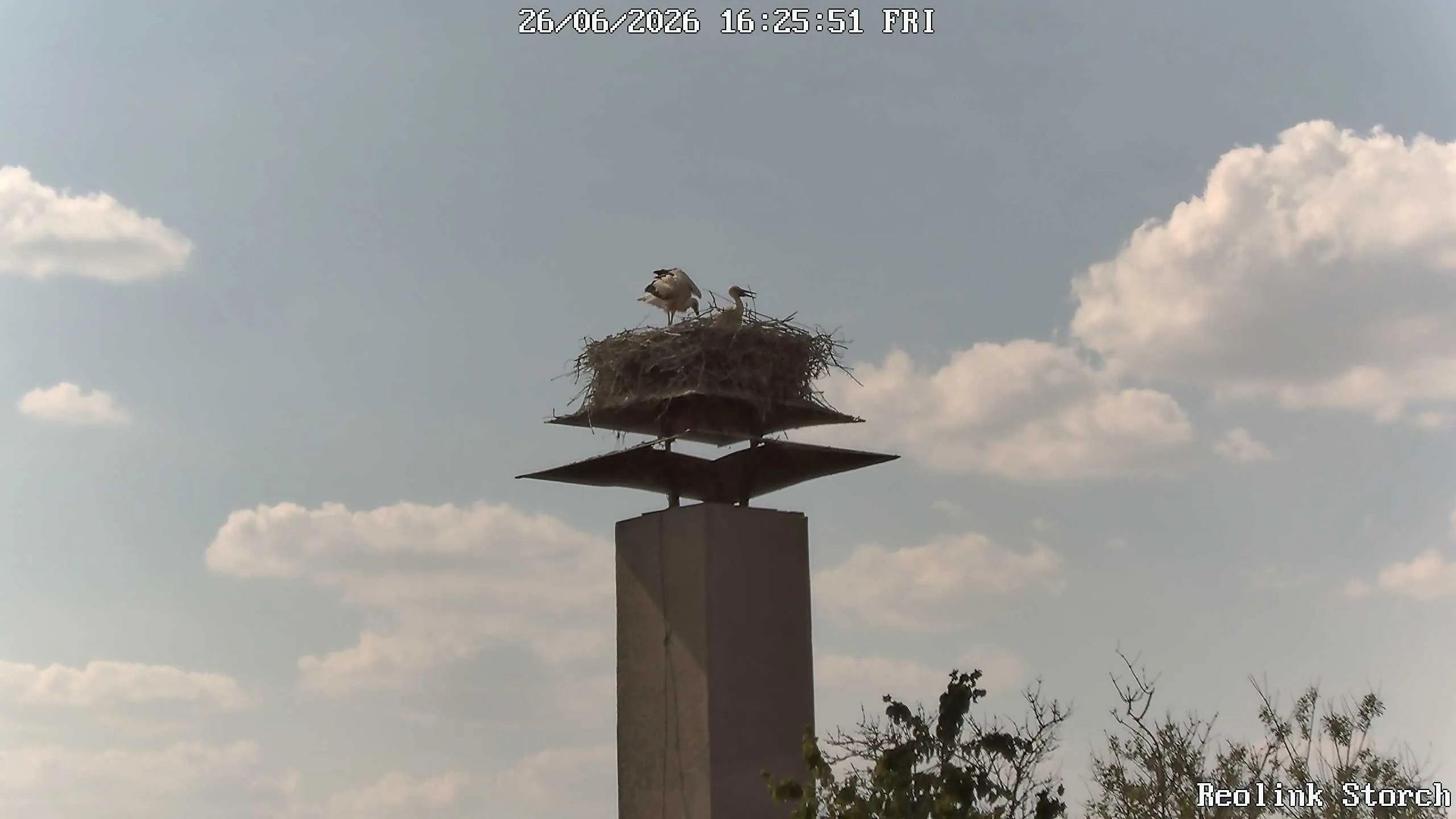 Storchencam Bild