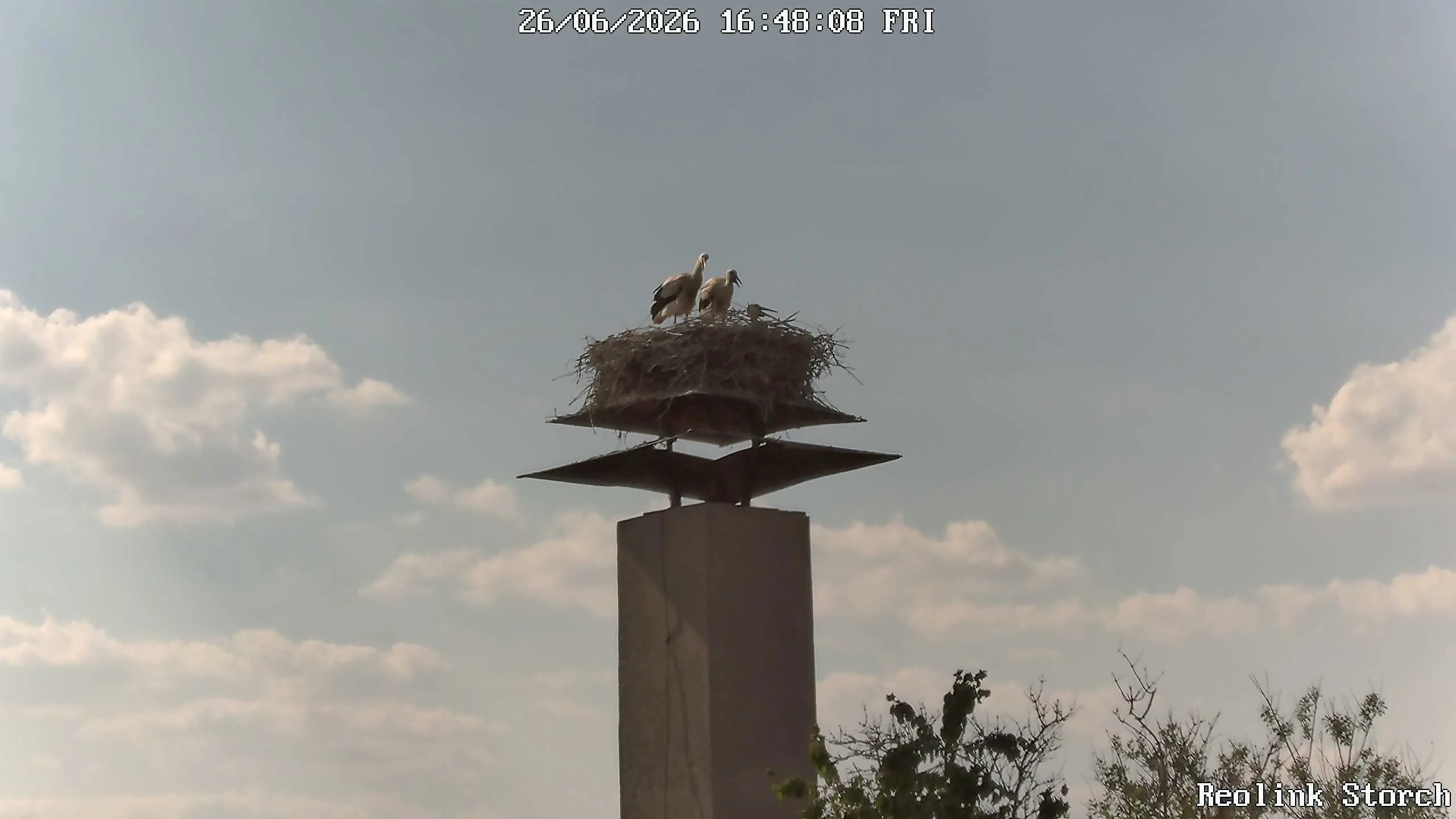 Storchencam Bild