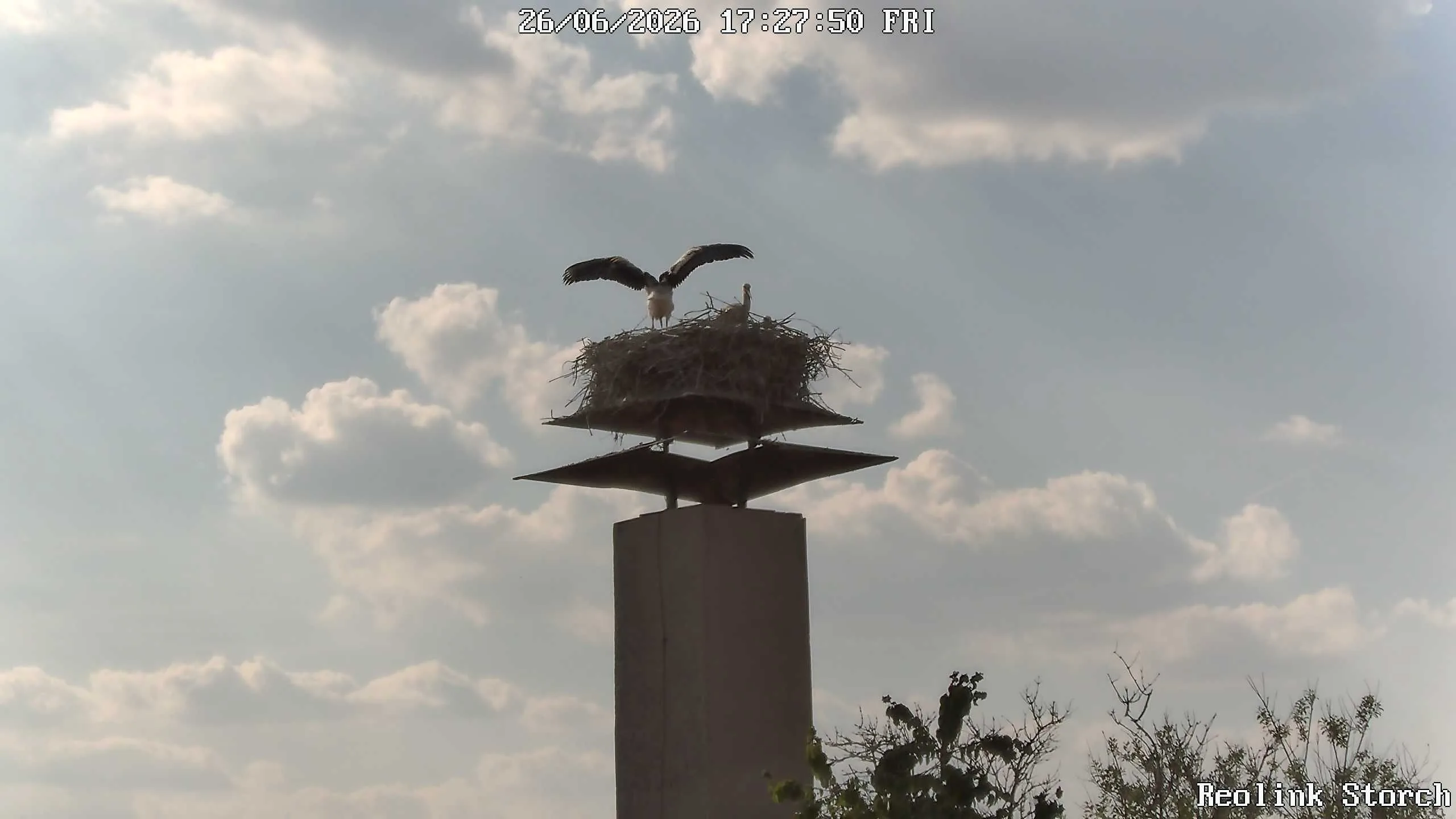 Storchencam Bild