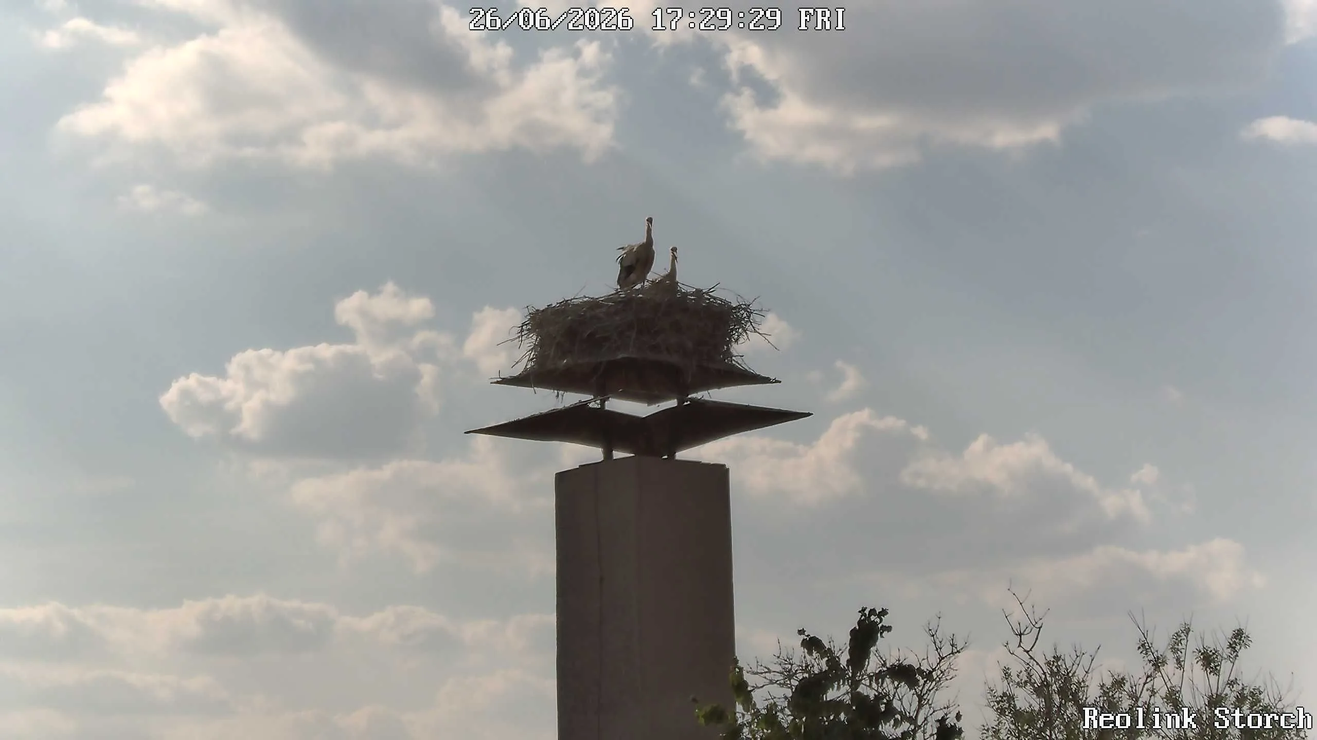 Storchencam Bild