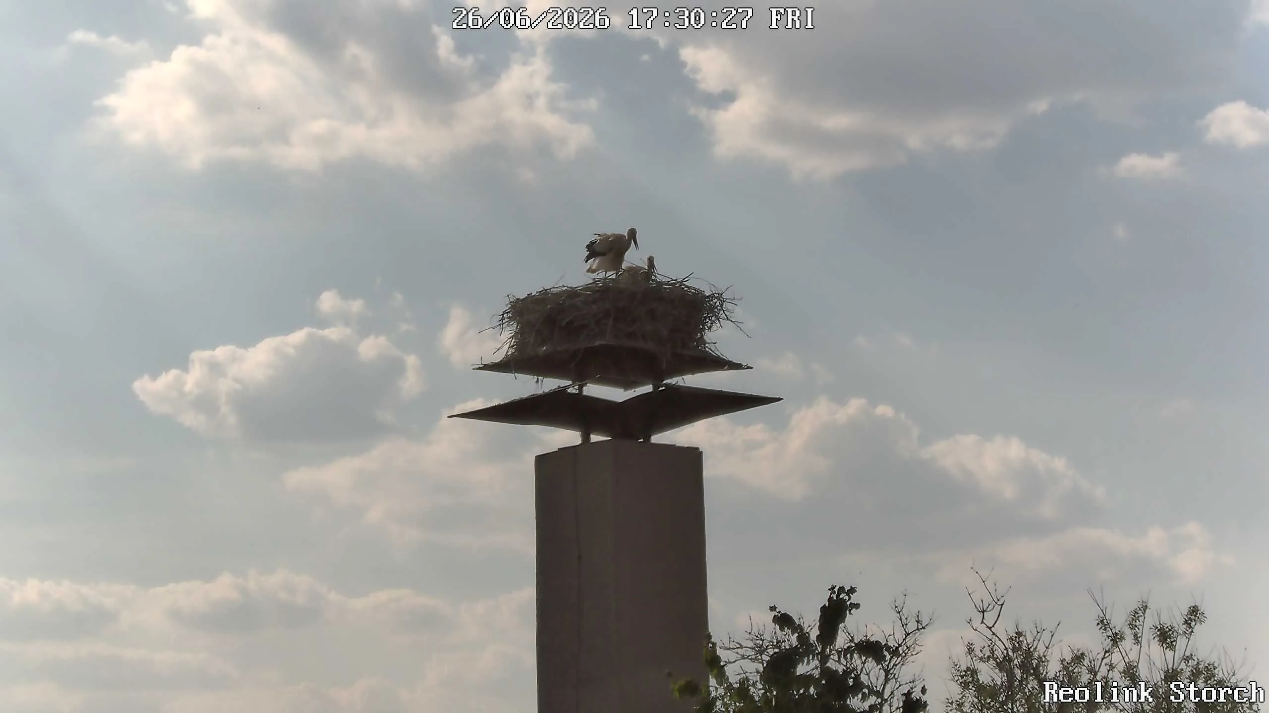 Storchencam Bild