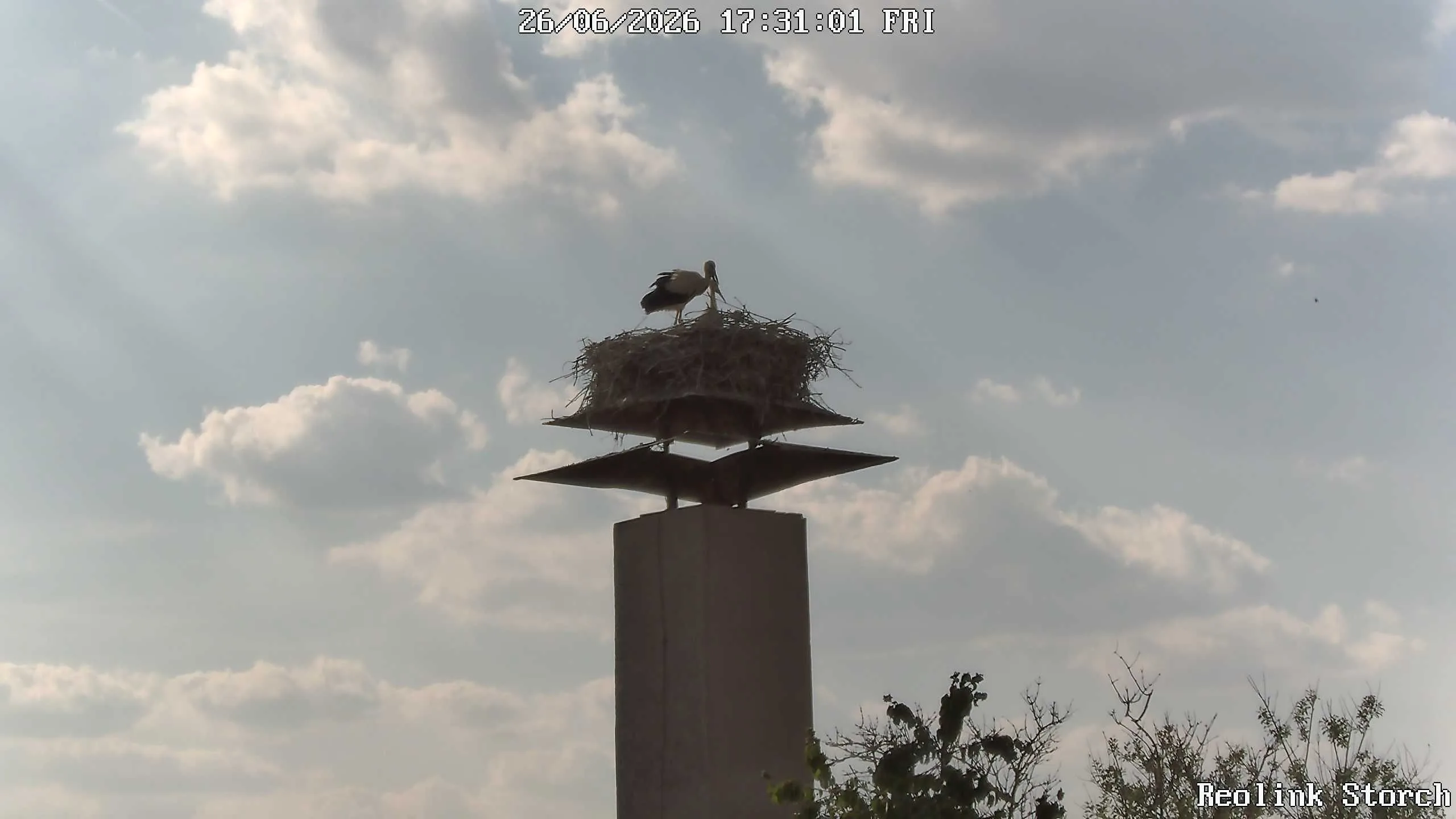 Storchencam Bild