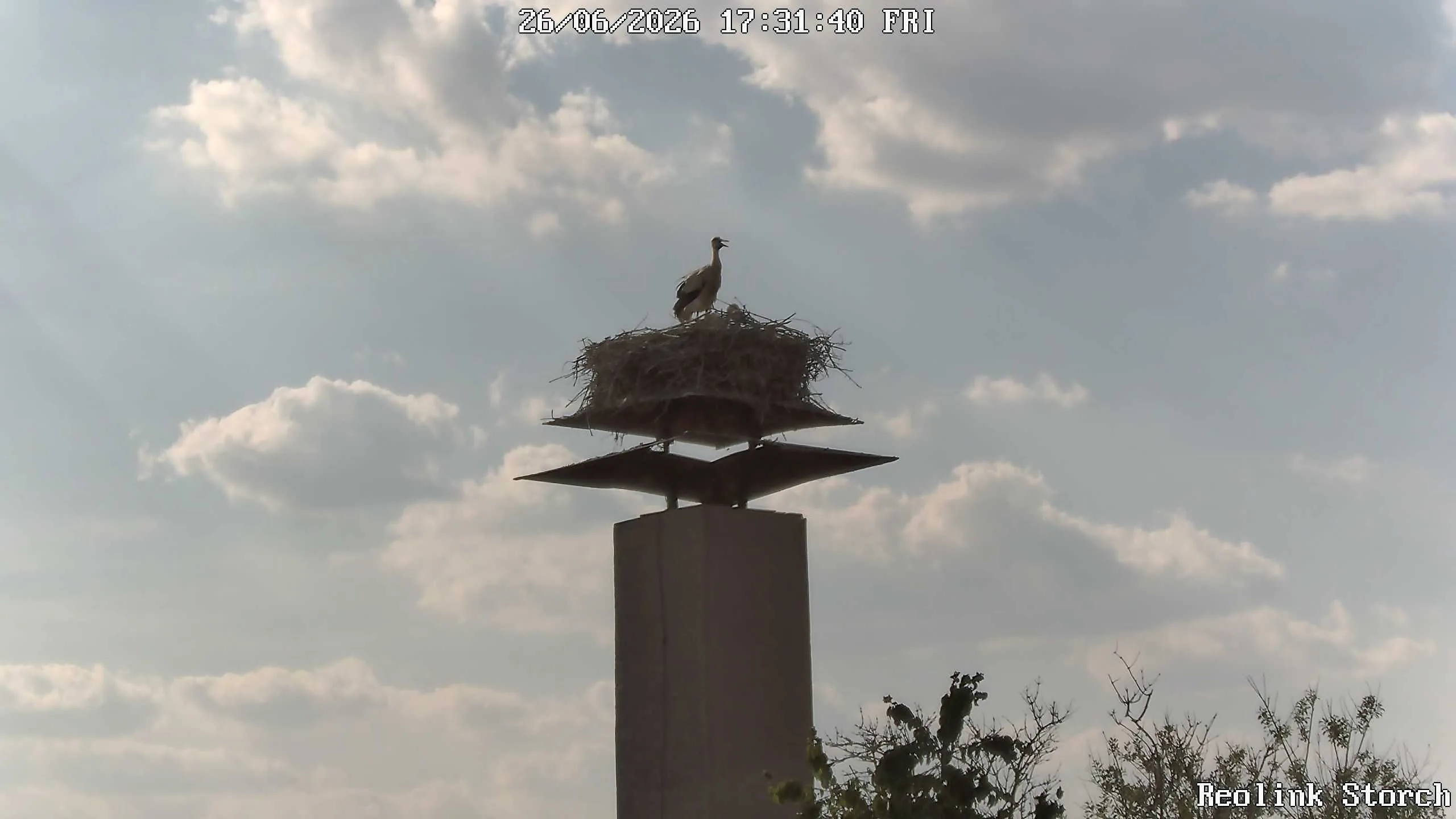 Storchencam Bild