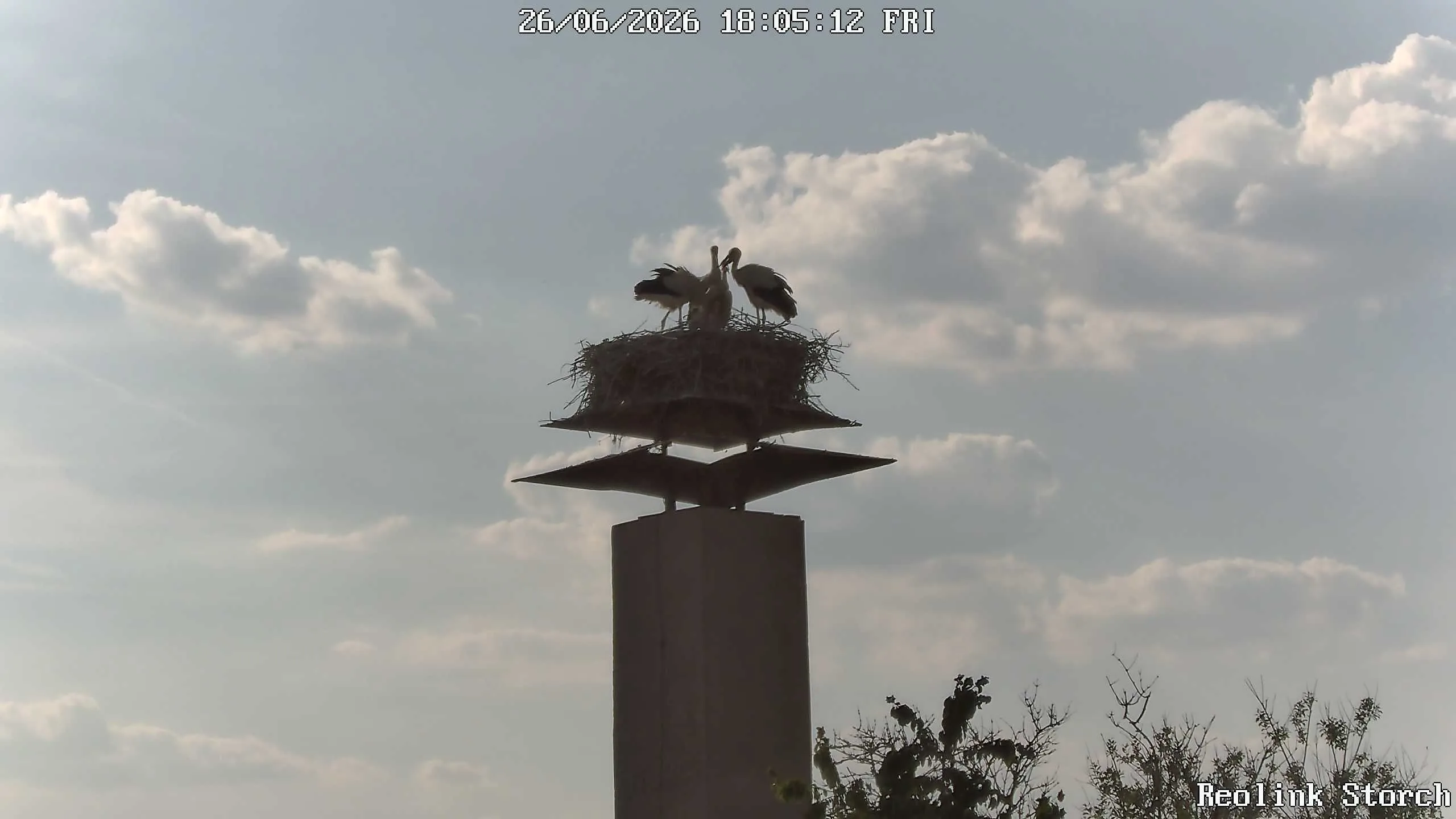 Storchencam Bild