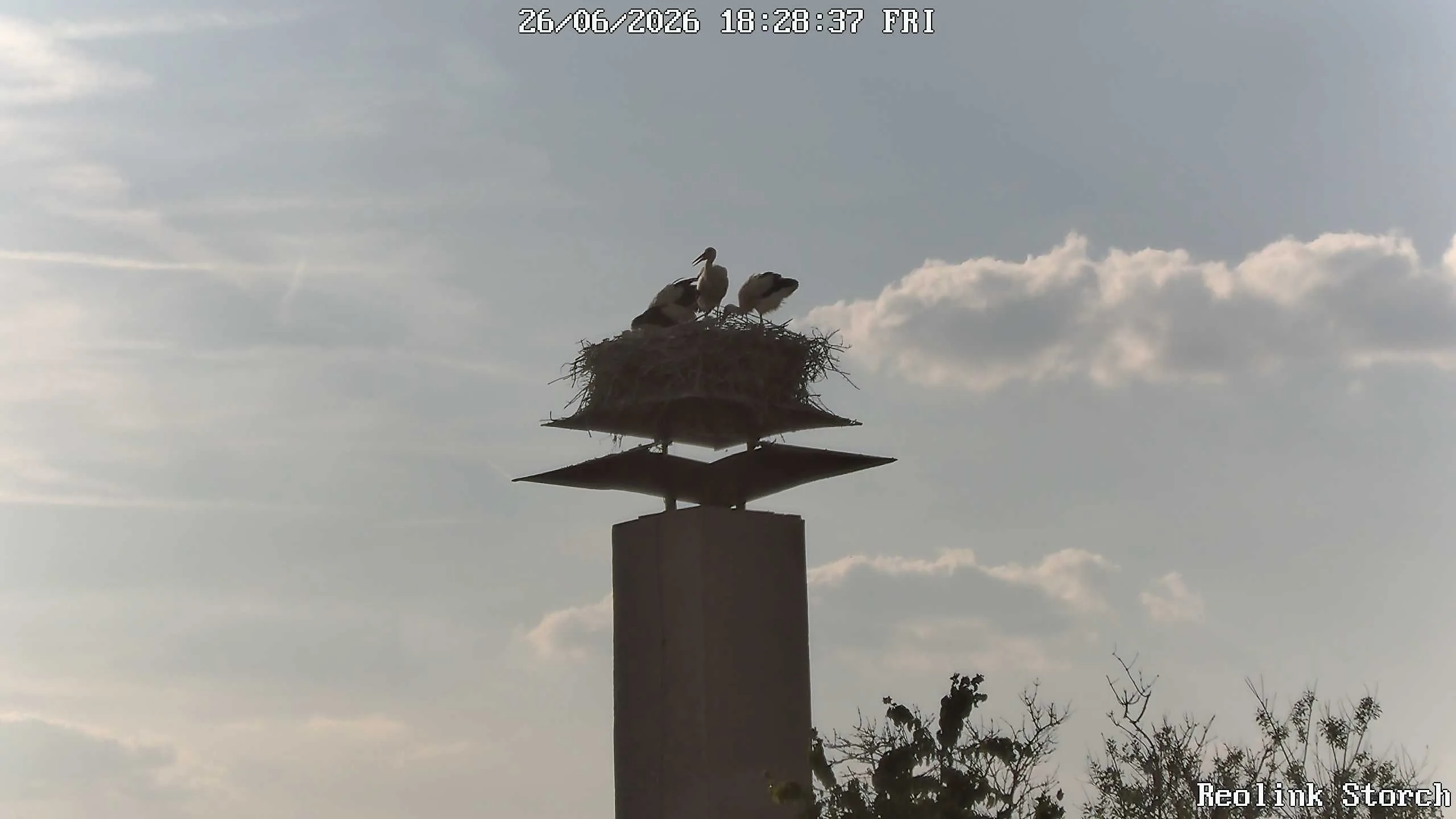 Storchencam Bild
