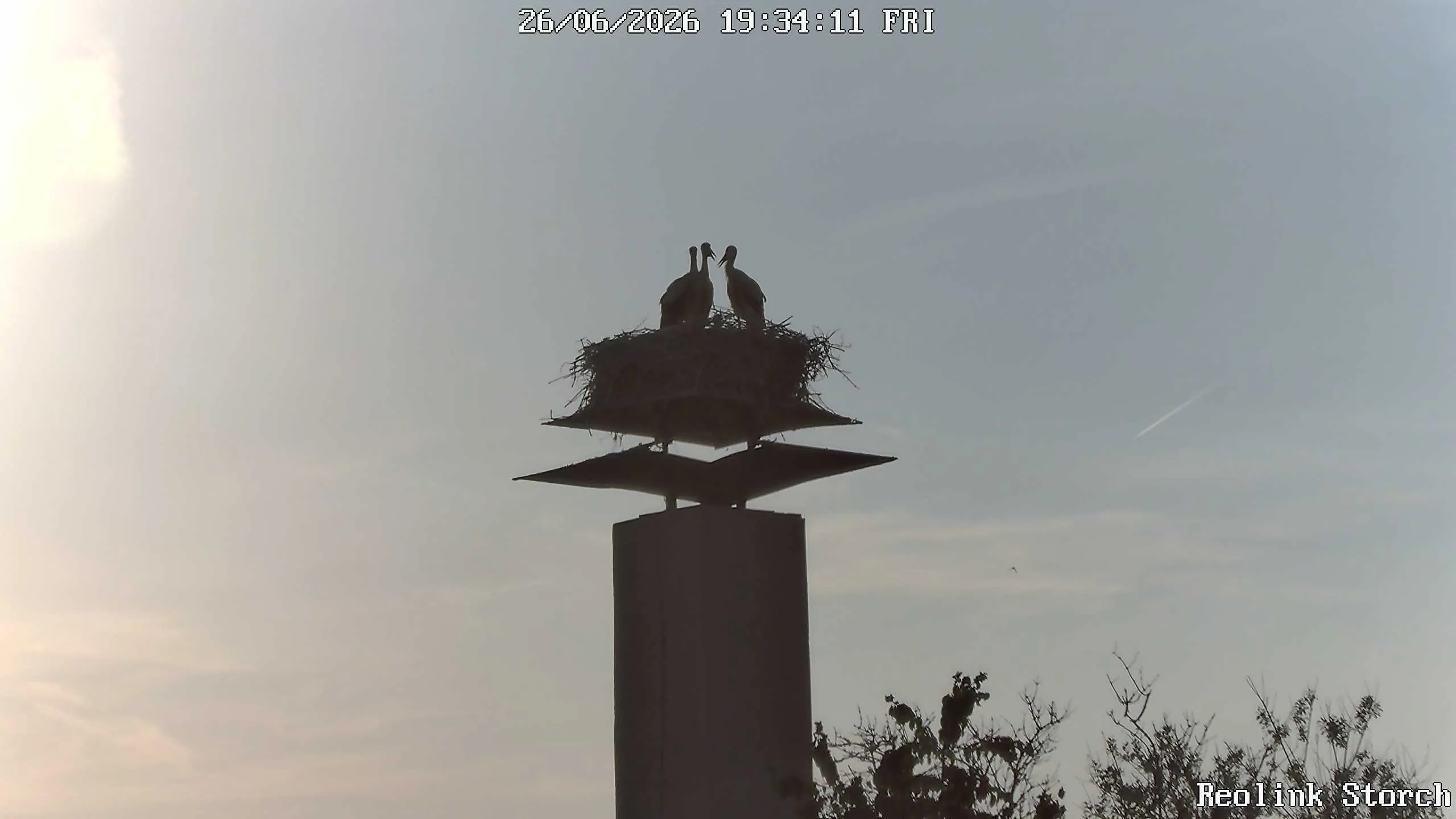 Storchencam Bild