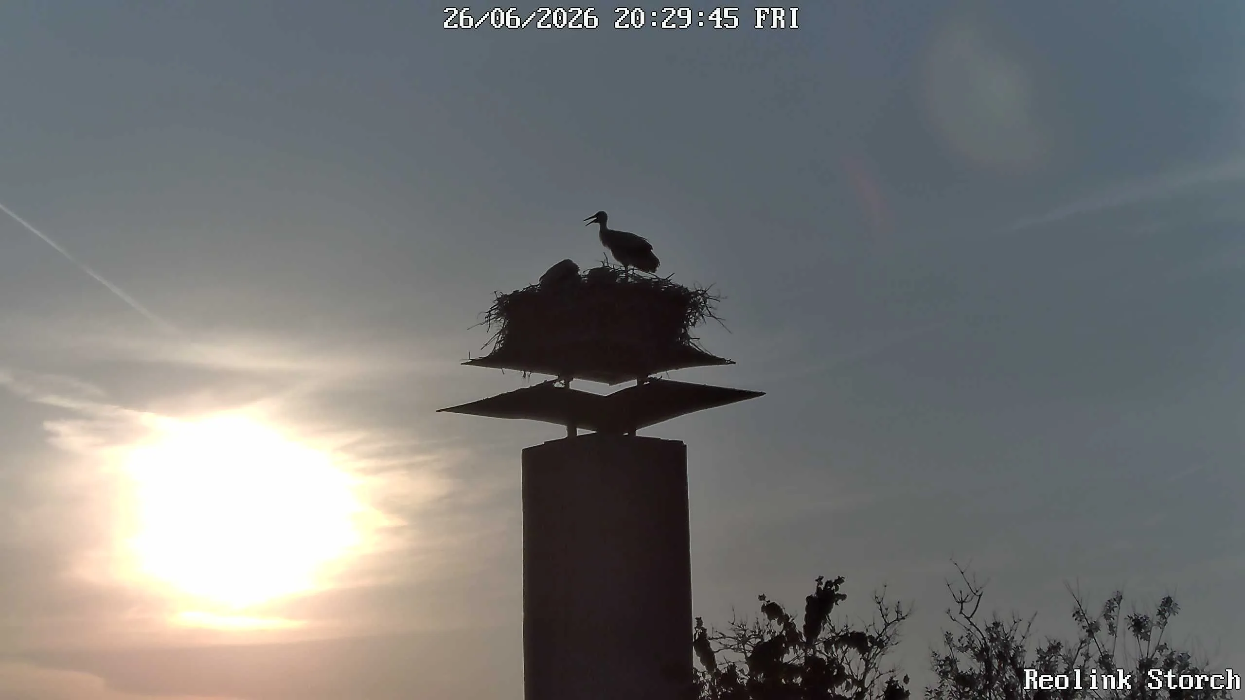 Storchencam Bild