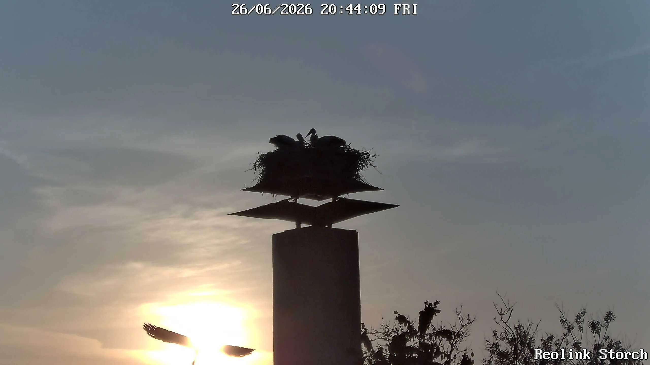 Storchencam Bild