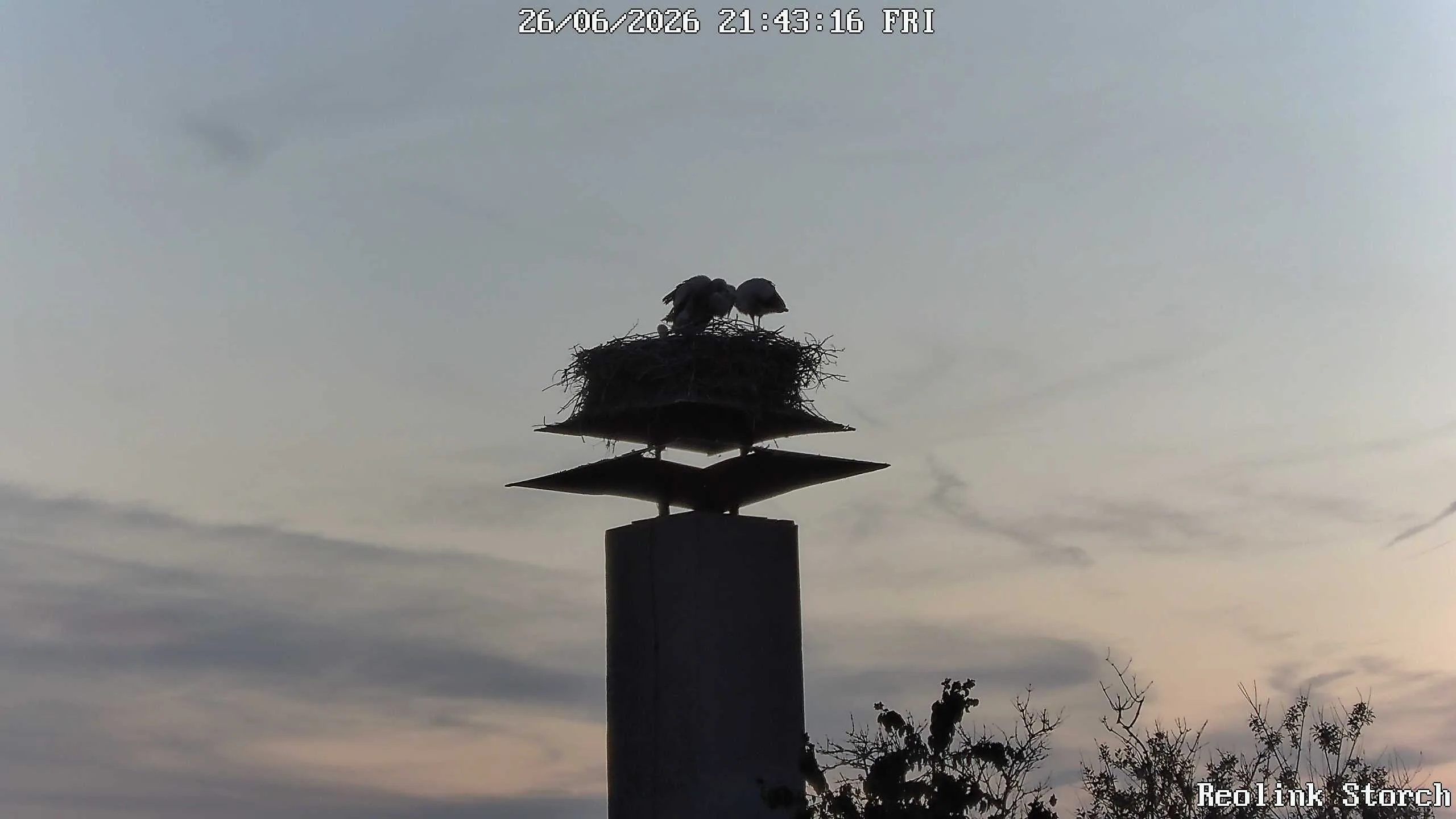 Storchencam Bild