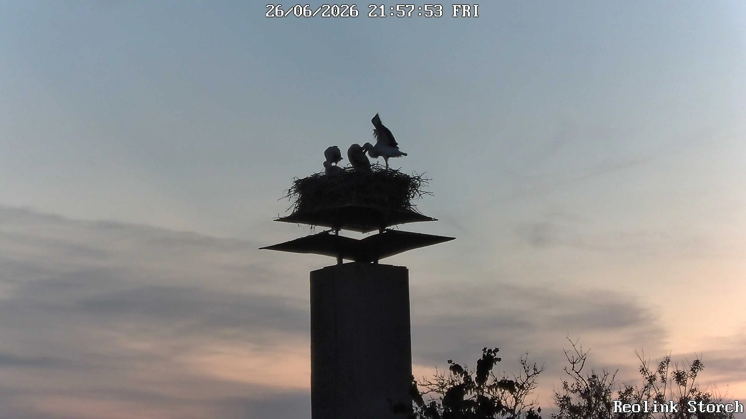 Storchencam Bild