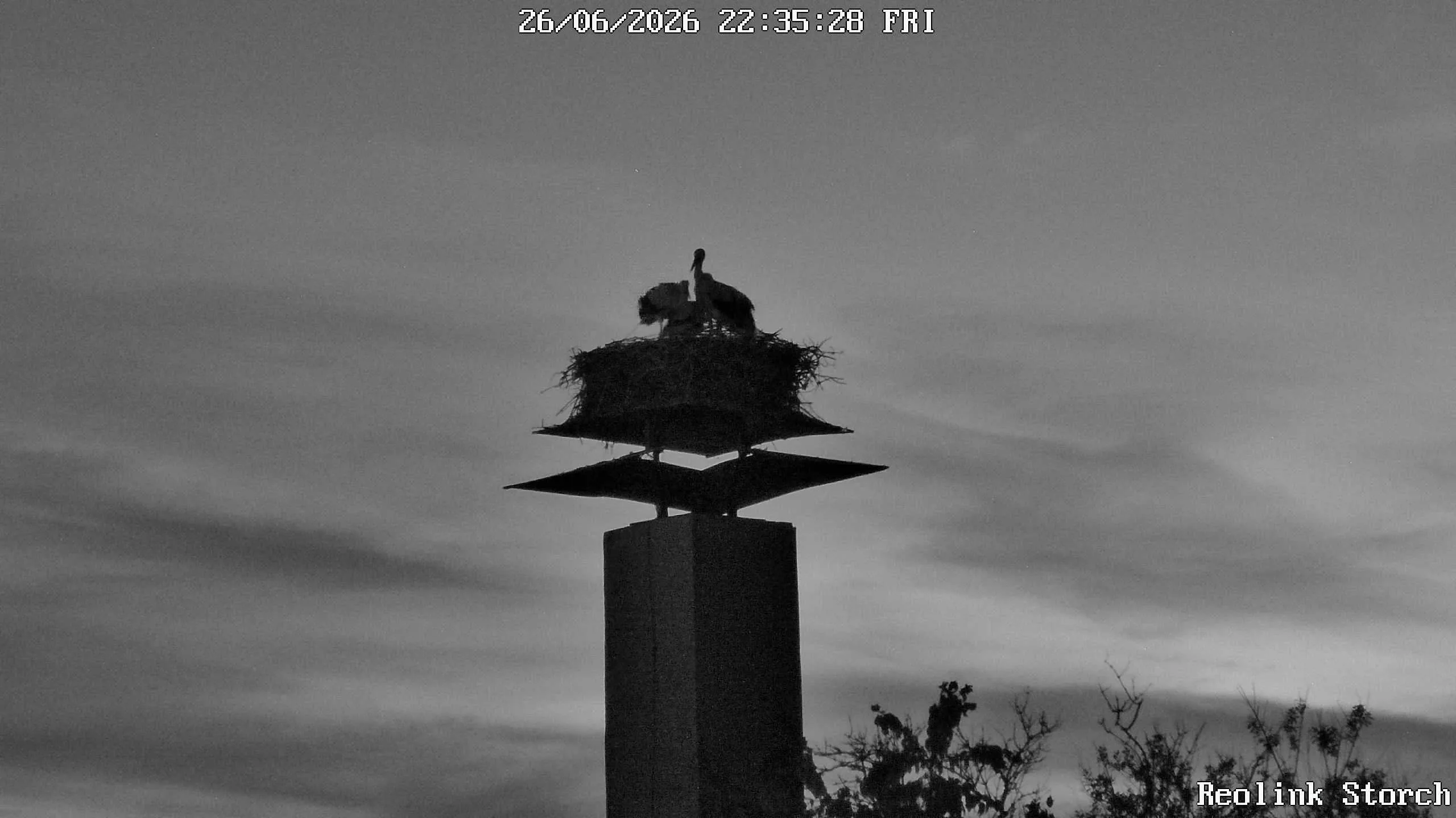 Storchencam Bild