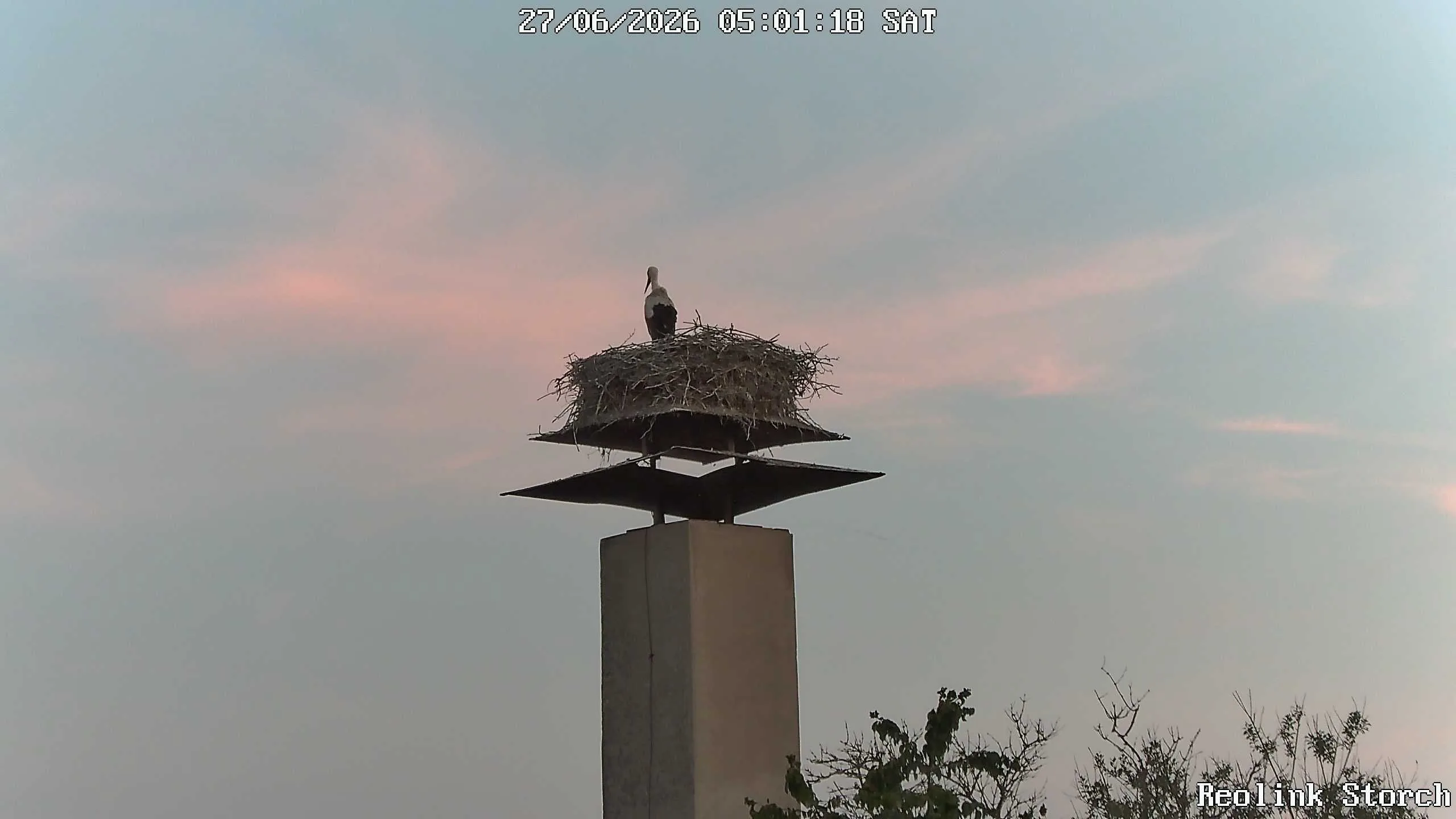 Storchencam Bild