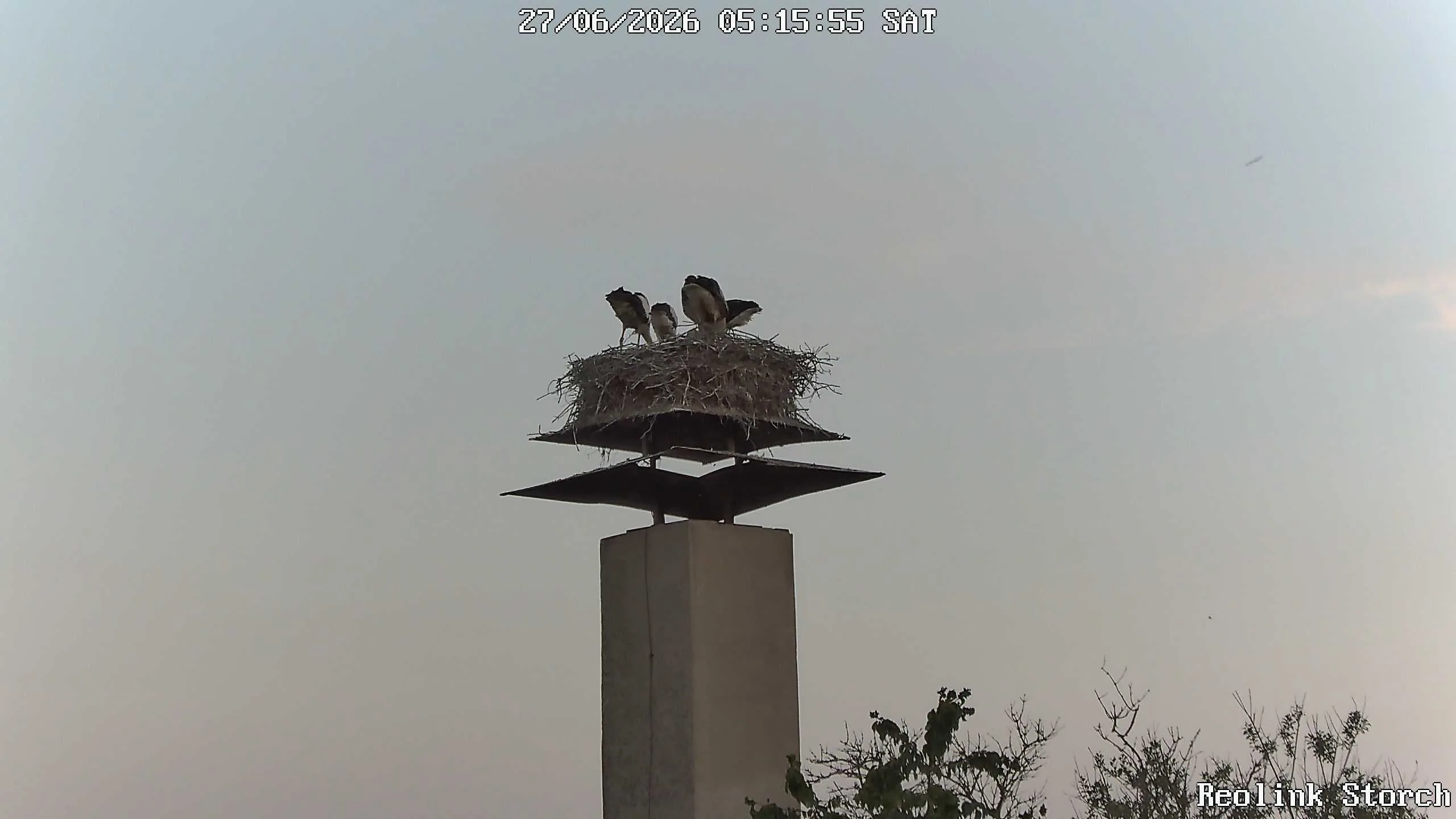 Storchencam Bild