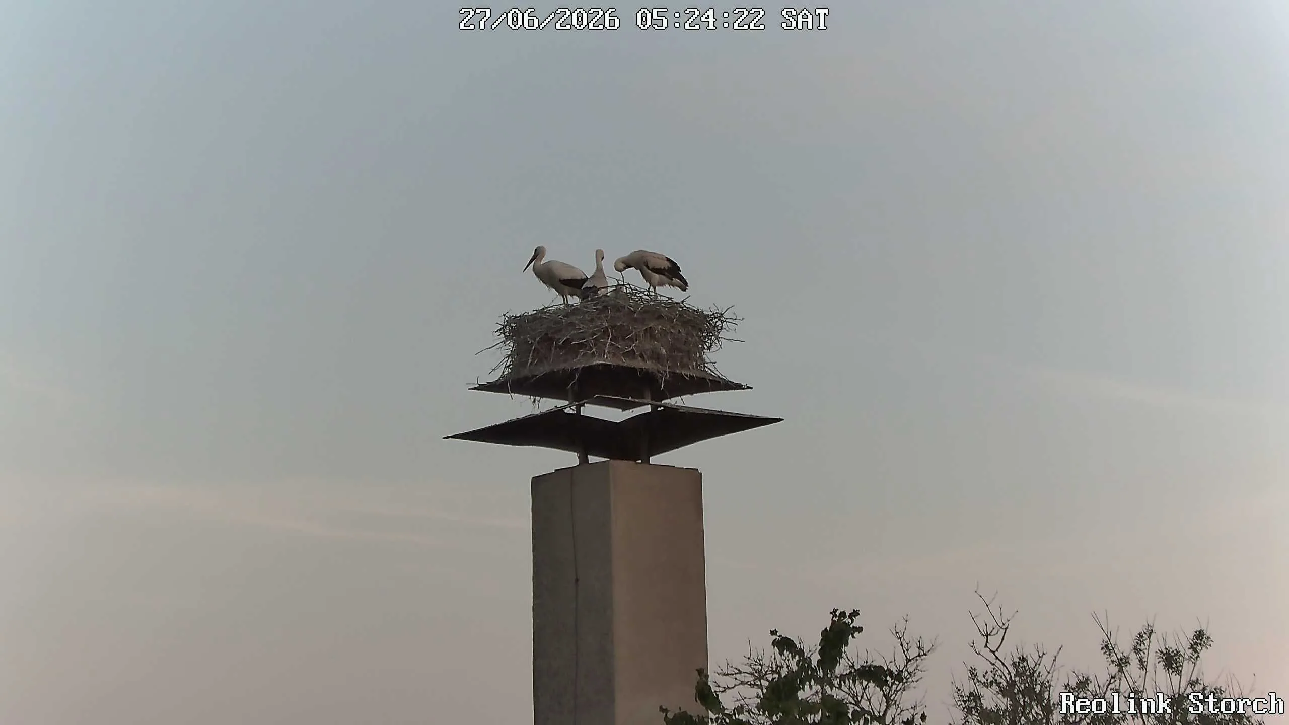 Storchencam Bild