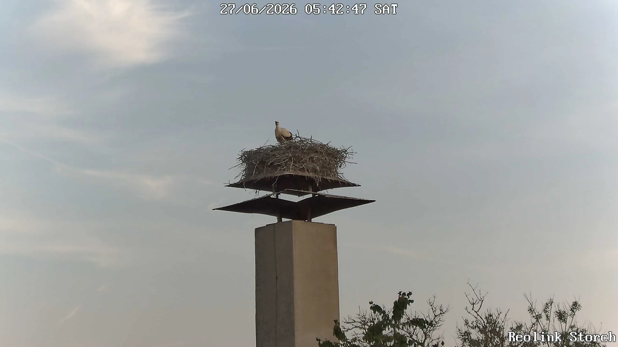 Storchencam Bild