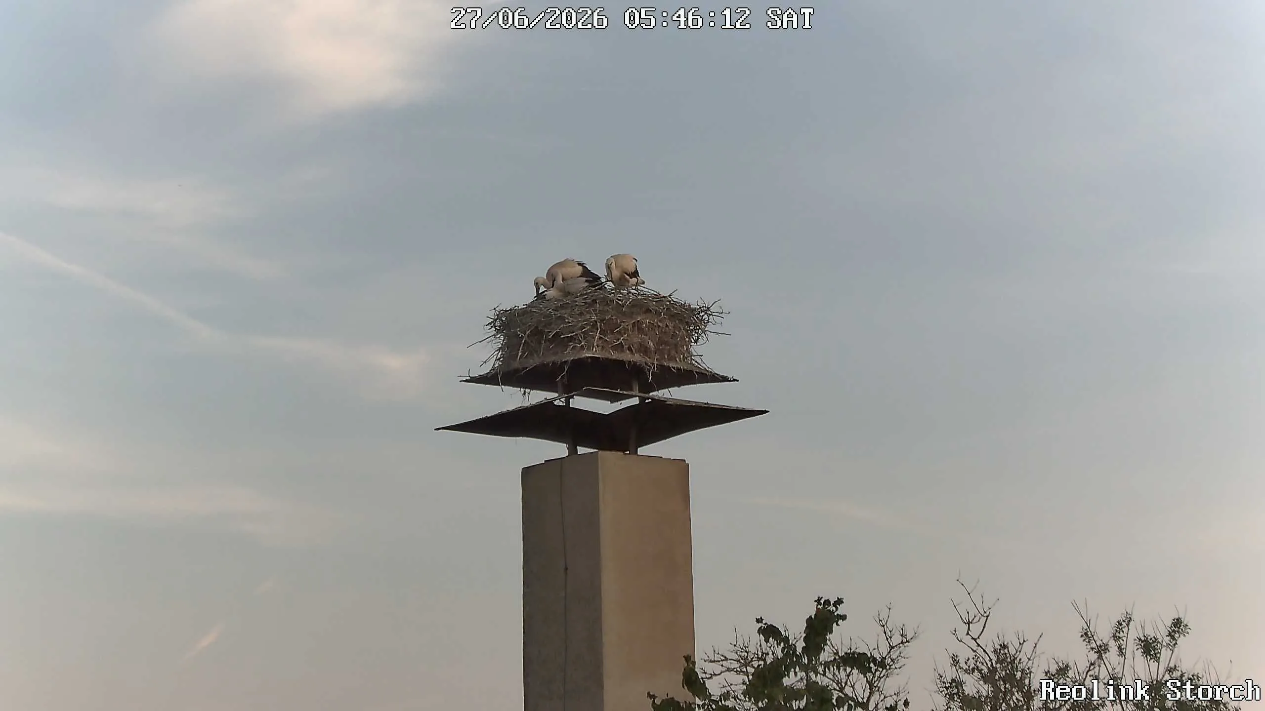 Storchencam Bild